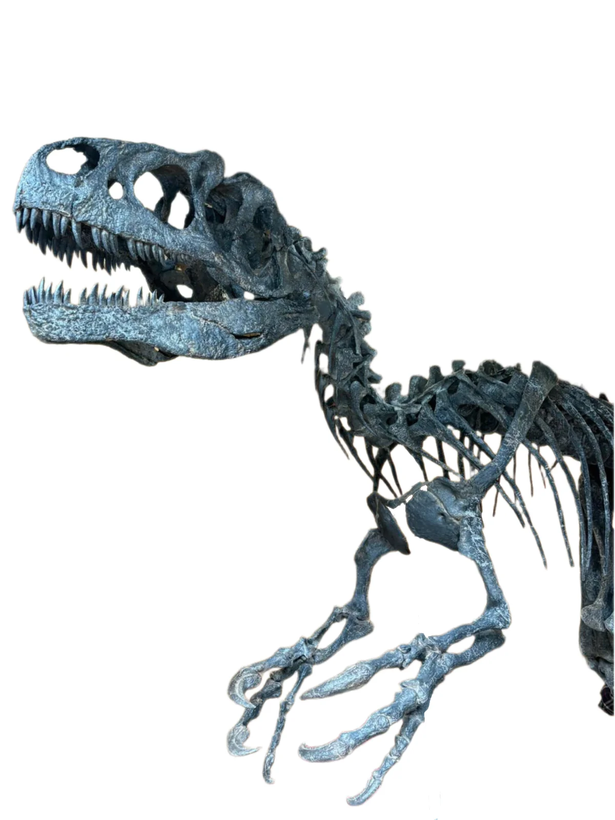 Allosaurus fragilis Skull 1:10 scale - Image 7