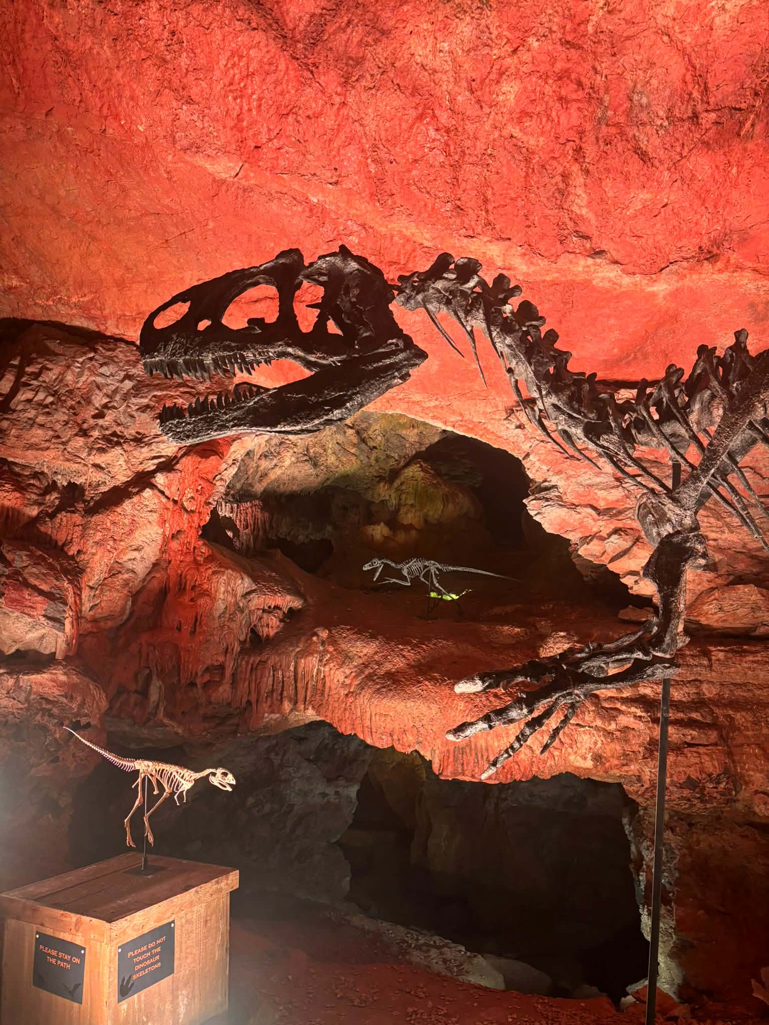 Allosaurus fragilis Skull 1:10 scale - Image 9