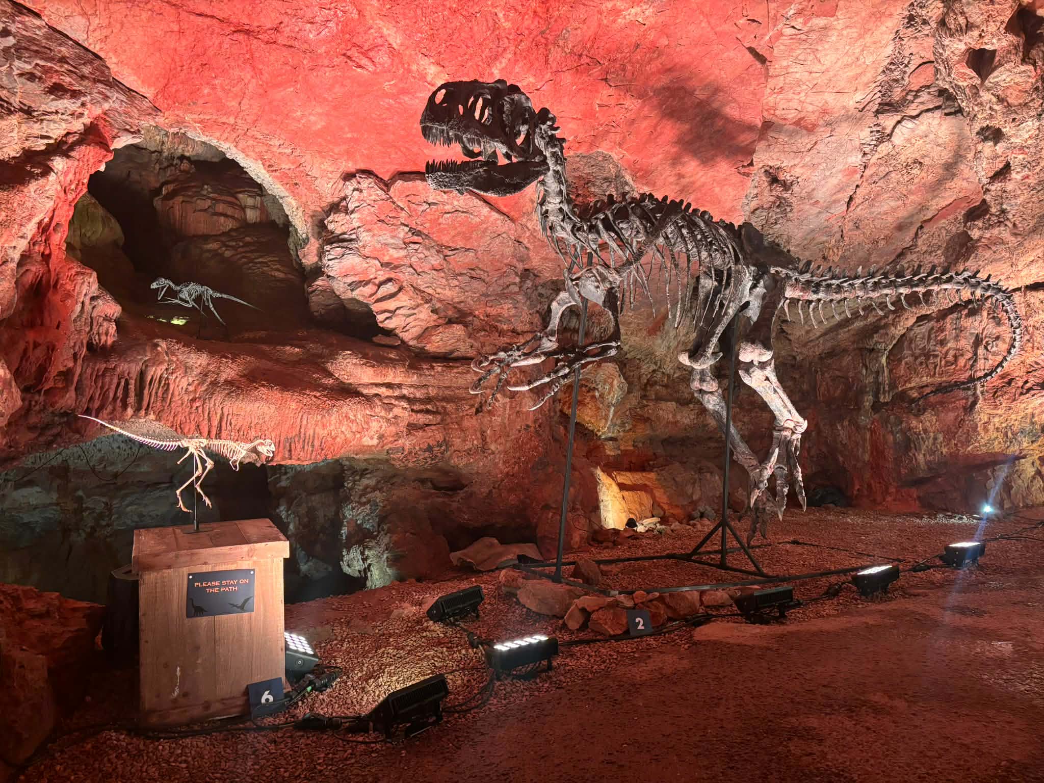 Allosaurus fragilis Skull 1:10 scale - Image 10