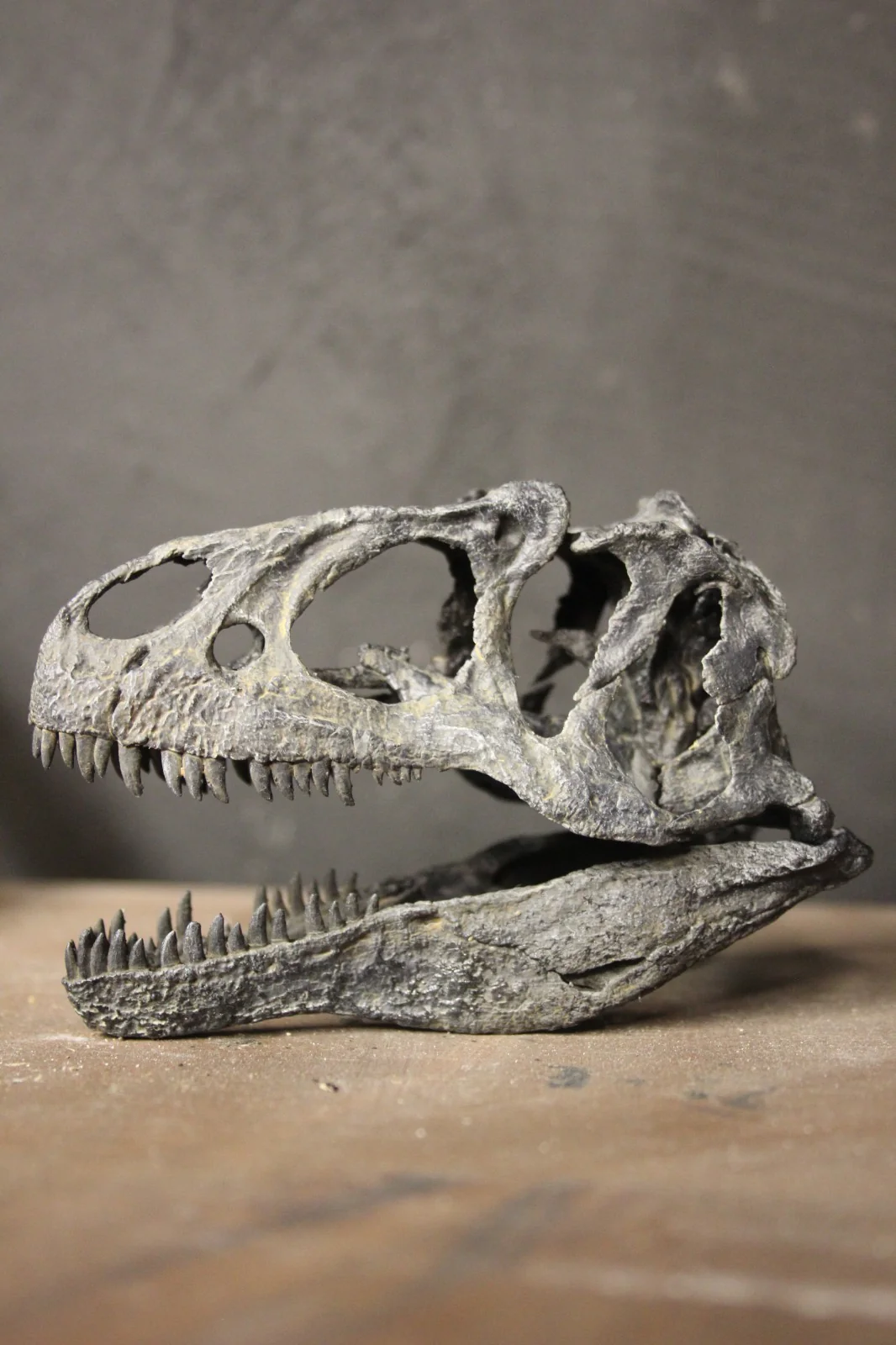Scale Model Skeletons & Skulls