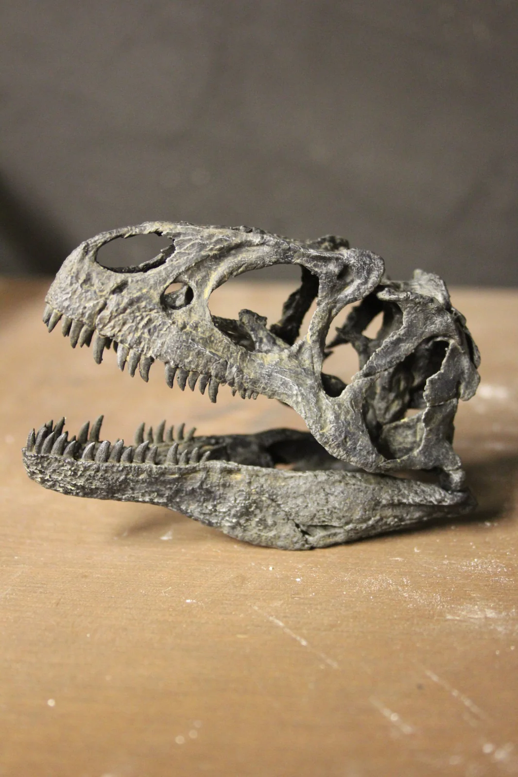 Allosaurus fragilis Skull 1:10 scale - Image 3