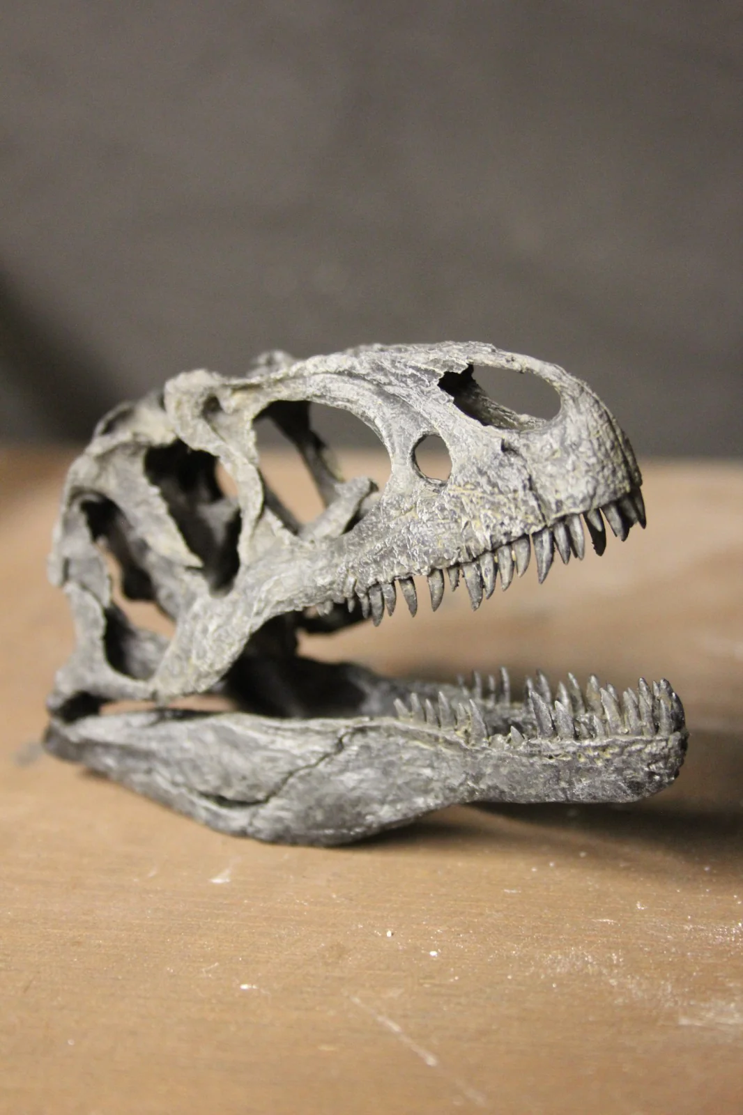 Allosaurus fragilis Skull 1:10 scale - Image 4