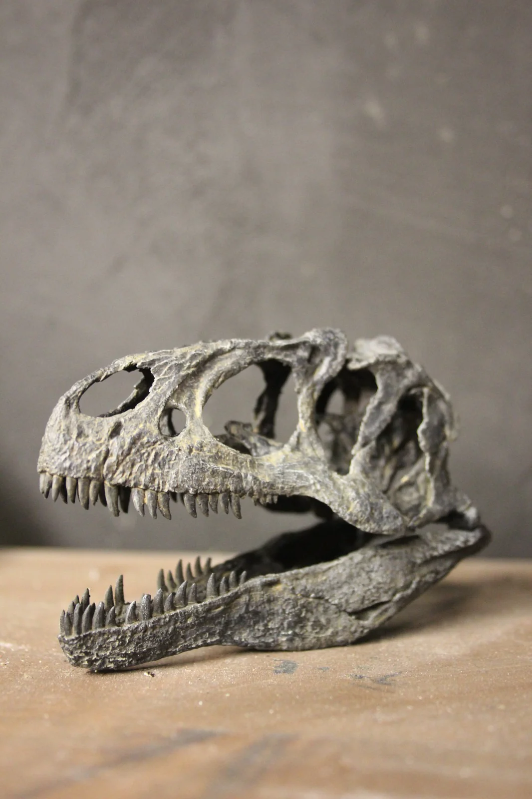 Allosaurus fragilis Skull 1:10 scale - Image 5