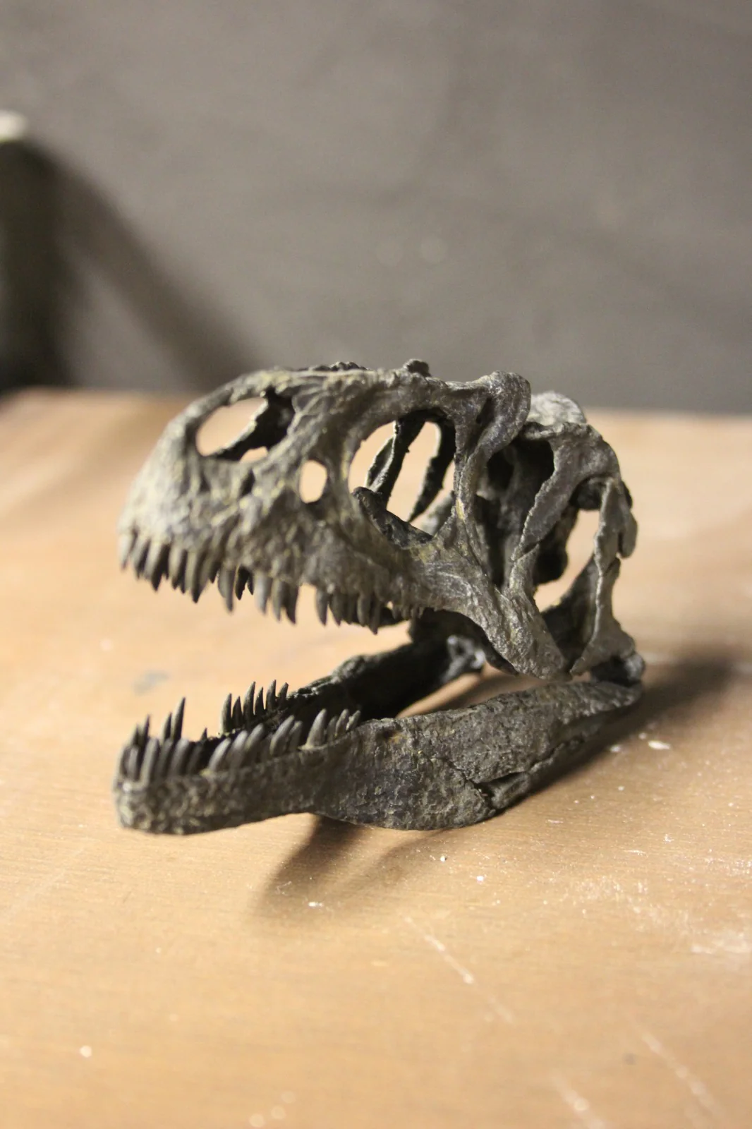 Allosaurus fragilis Skull 1:10 scale - Image 6