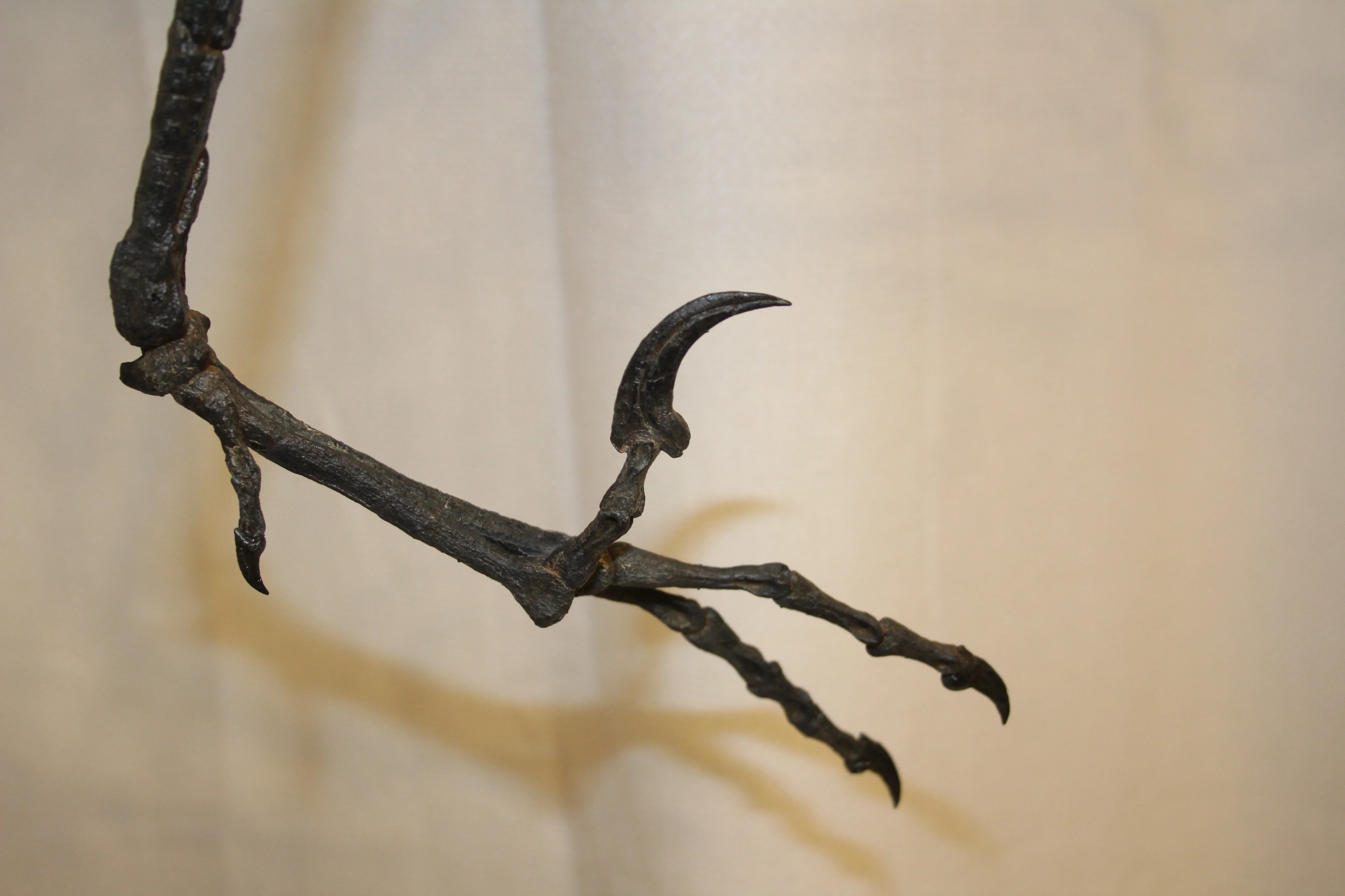 Bambiraptor feinbergi - Dromaeosaurid - Image 3