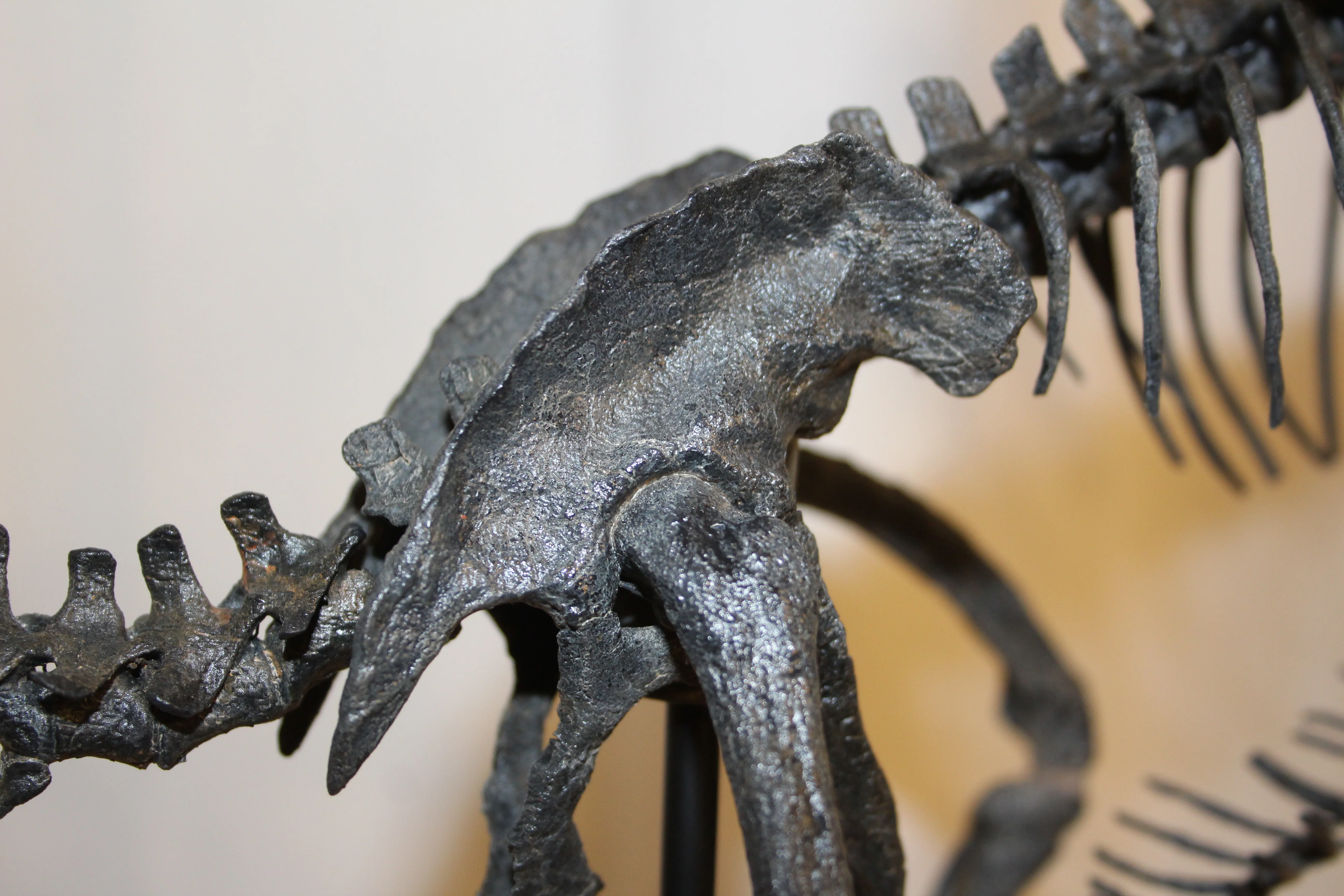 Bambiraptor feinbergi - Dromaeosaurid - Image 4
