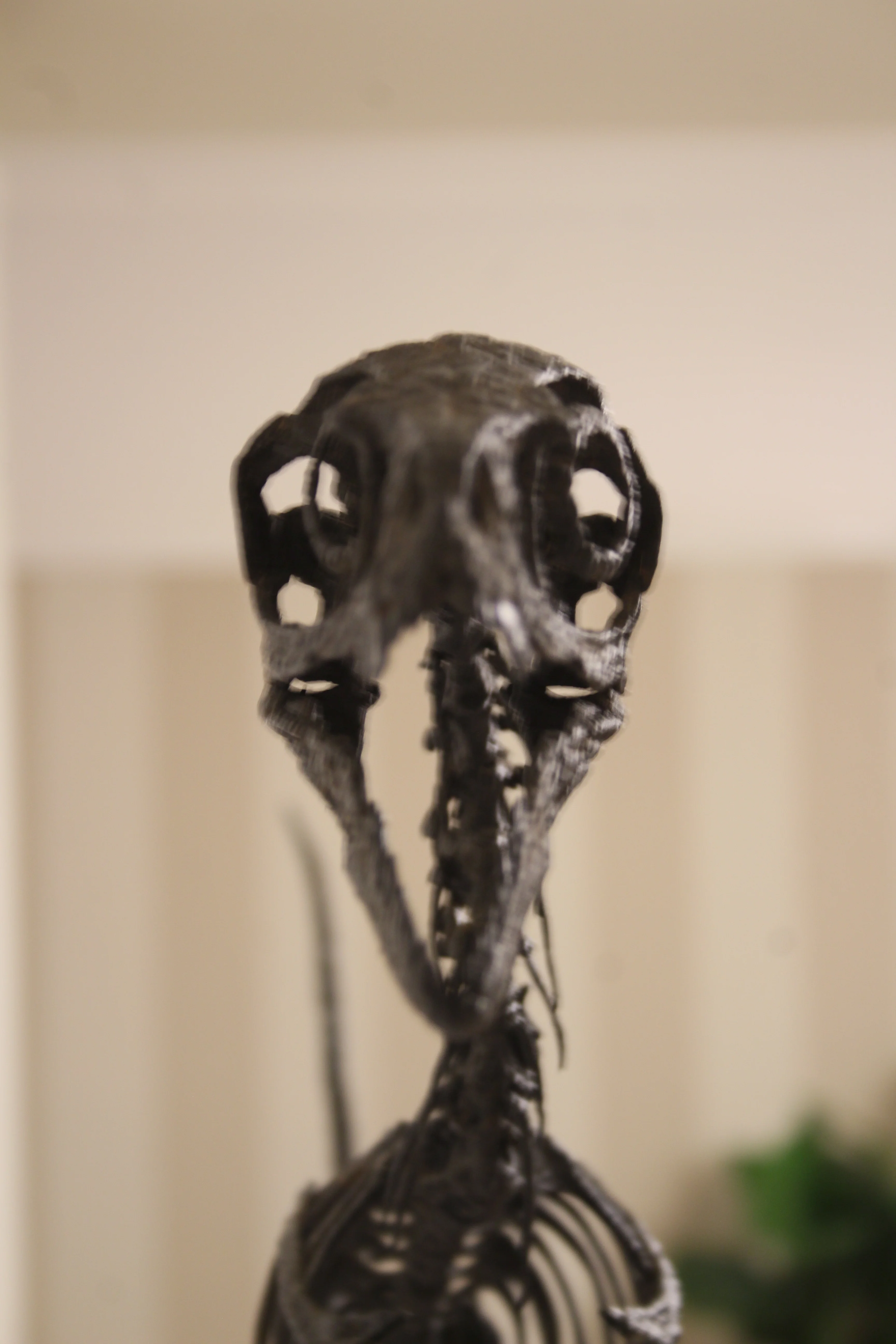Bambiraptor feinbergi - Dromaeosaurid - Image 6