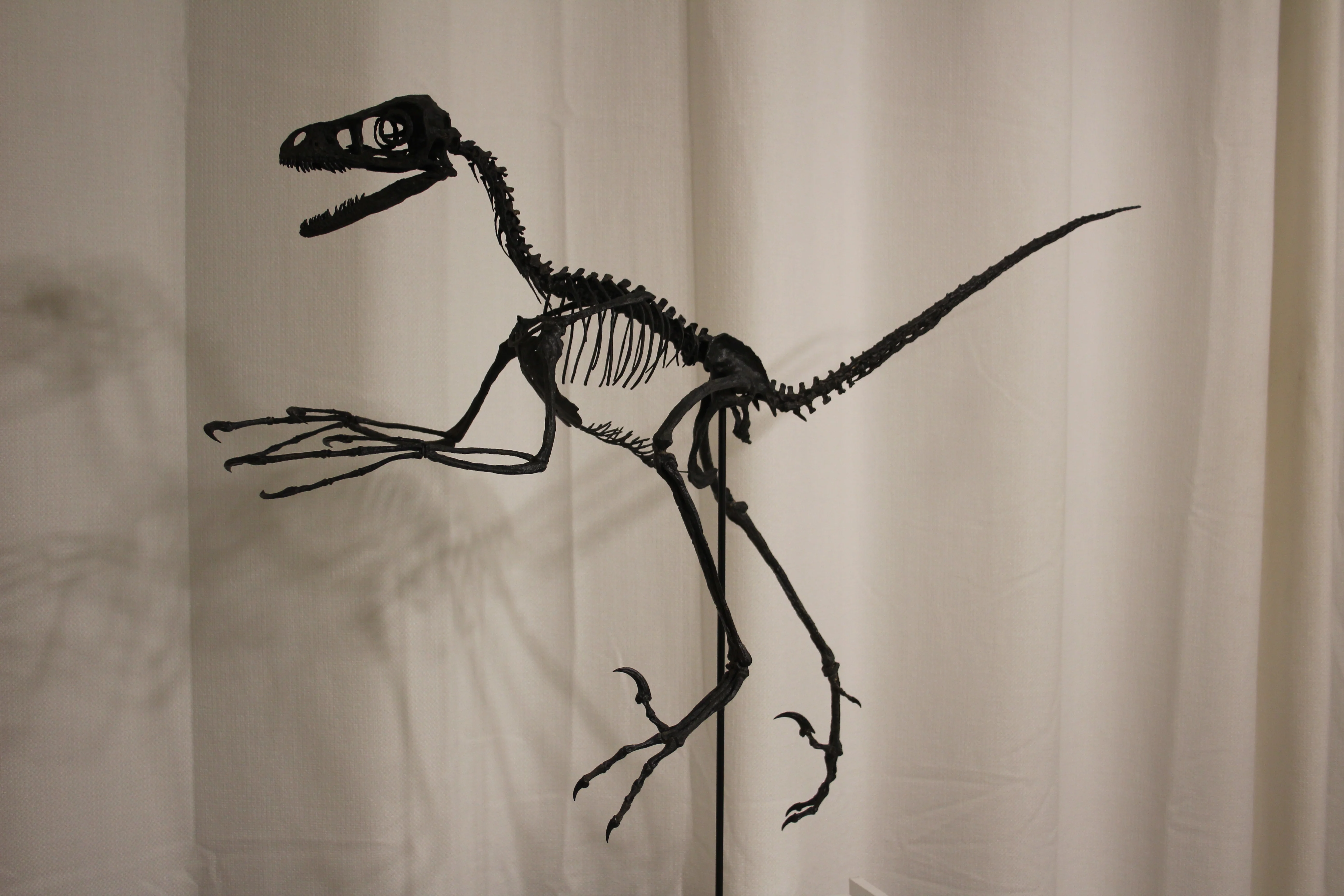 Bambiraptor feinbergi - Dromaeosaurid - Image 7