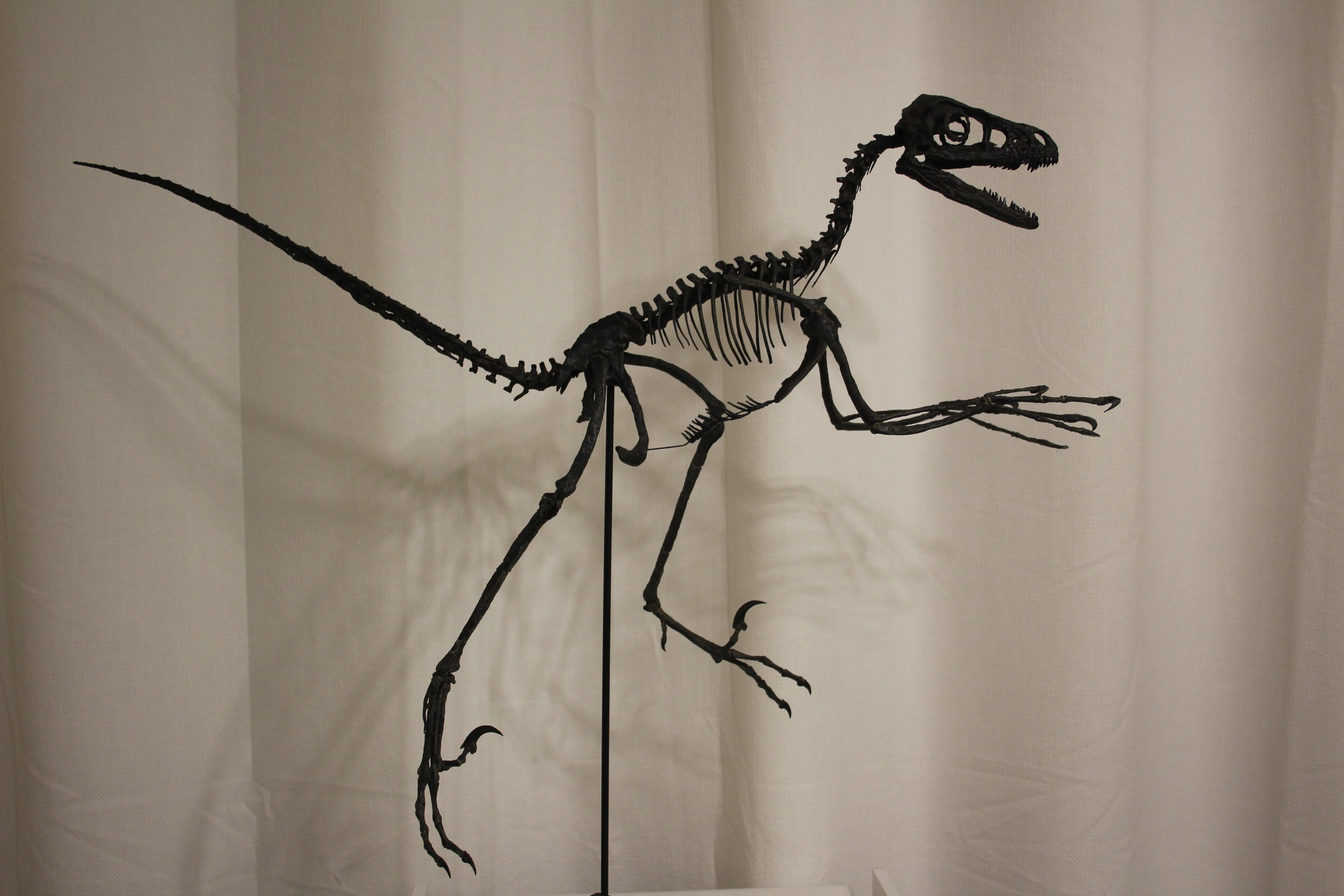 Bambiraptor feinbergi - Dromaeosaurid - Image 8