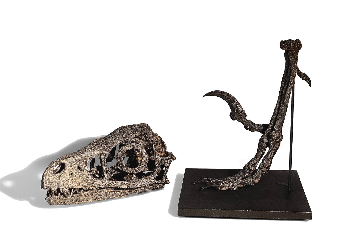 Bambiraptor Killing Claw Foot - Mounted on bespoke steel stand. - Image 2