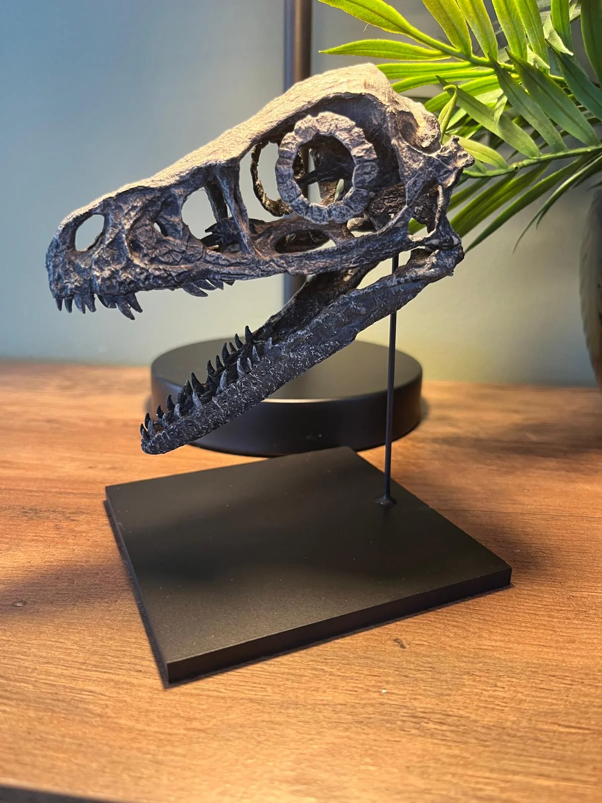 Bambiraptor Skull - Image 2