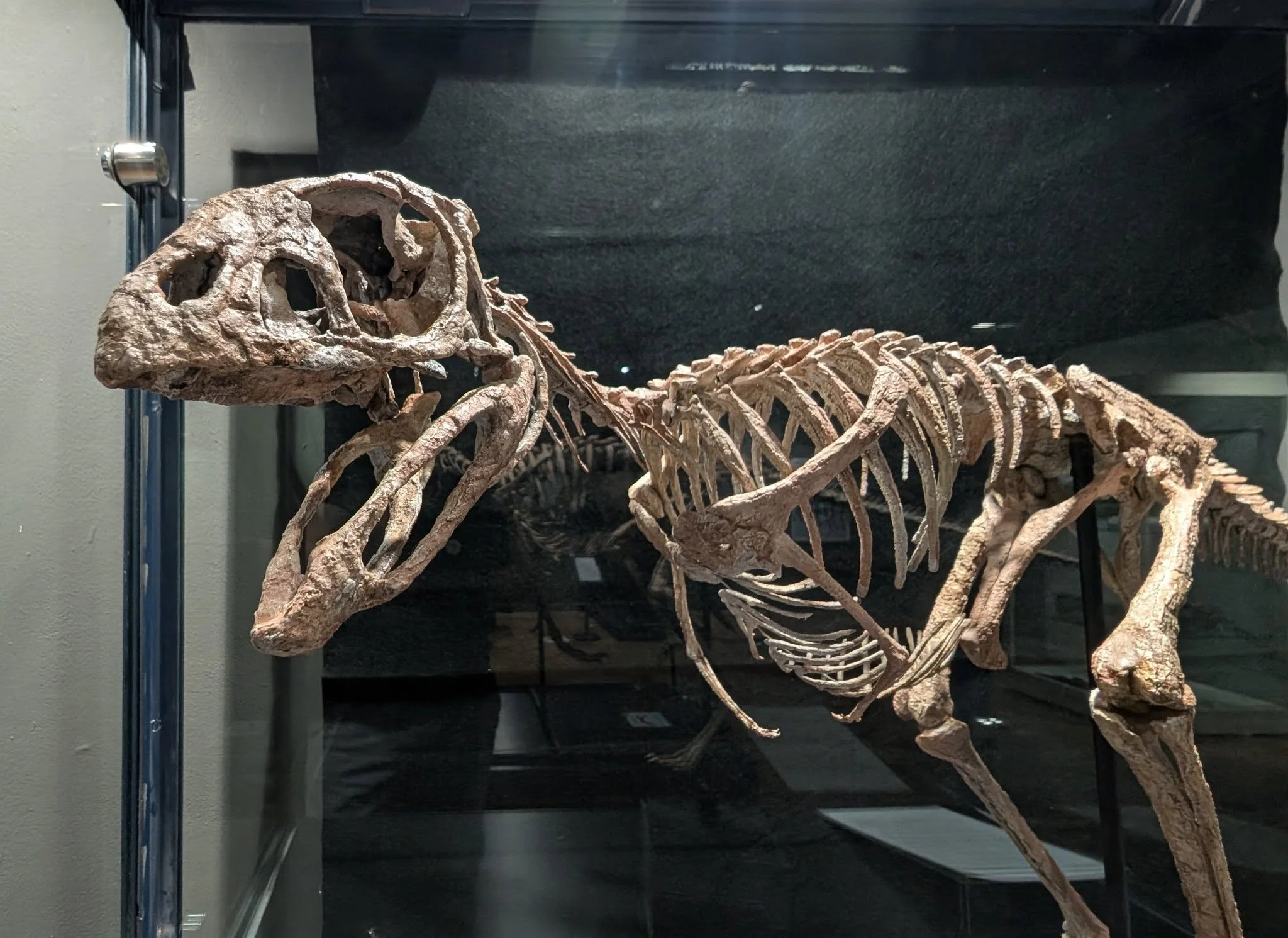 Berthasaura - Image 3