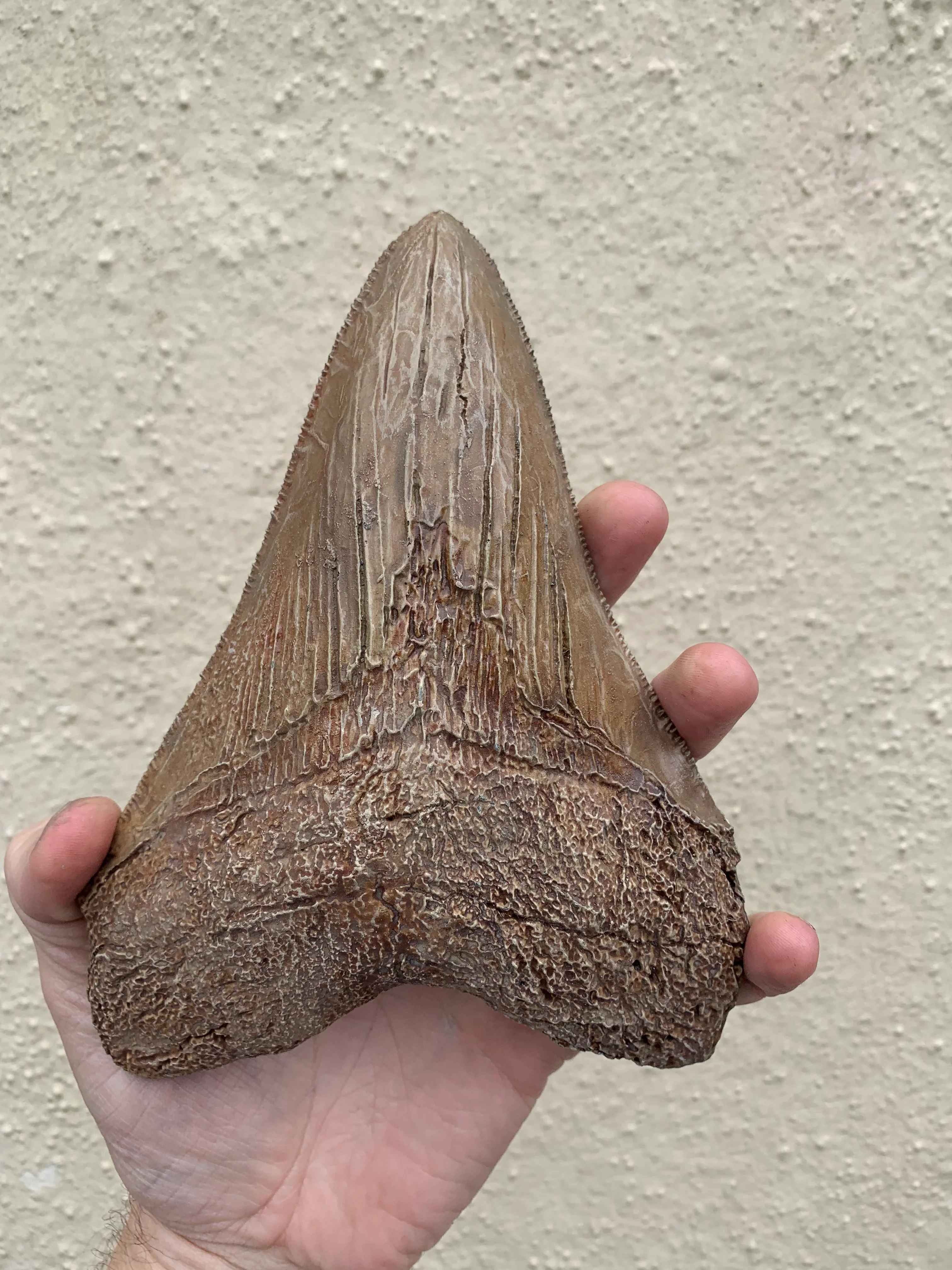 Brown Megalodon Tooth - Image 5