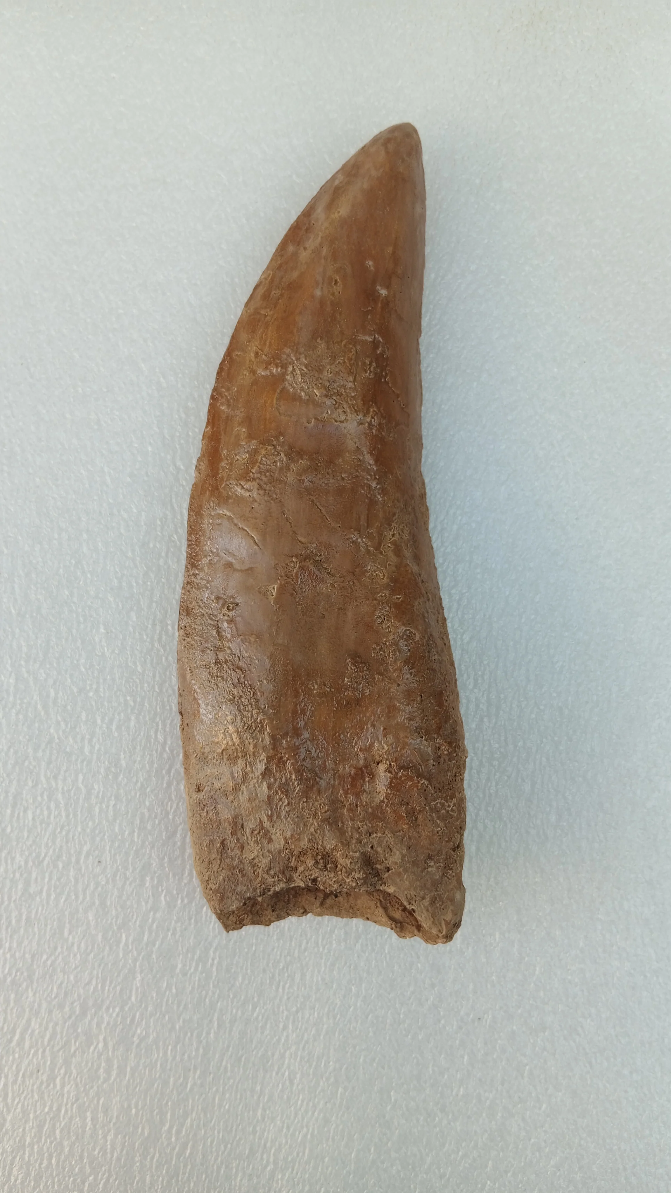 Teeth, Claws and Eggs Casts