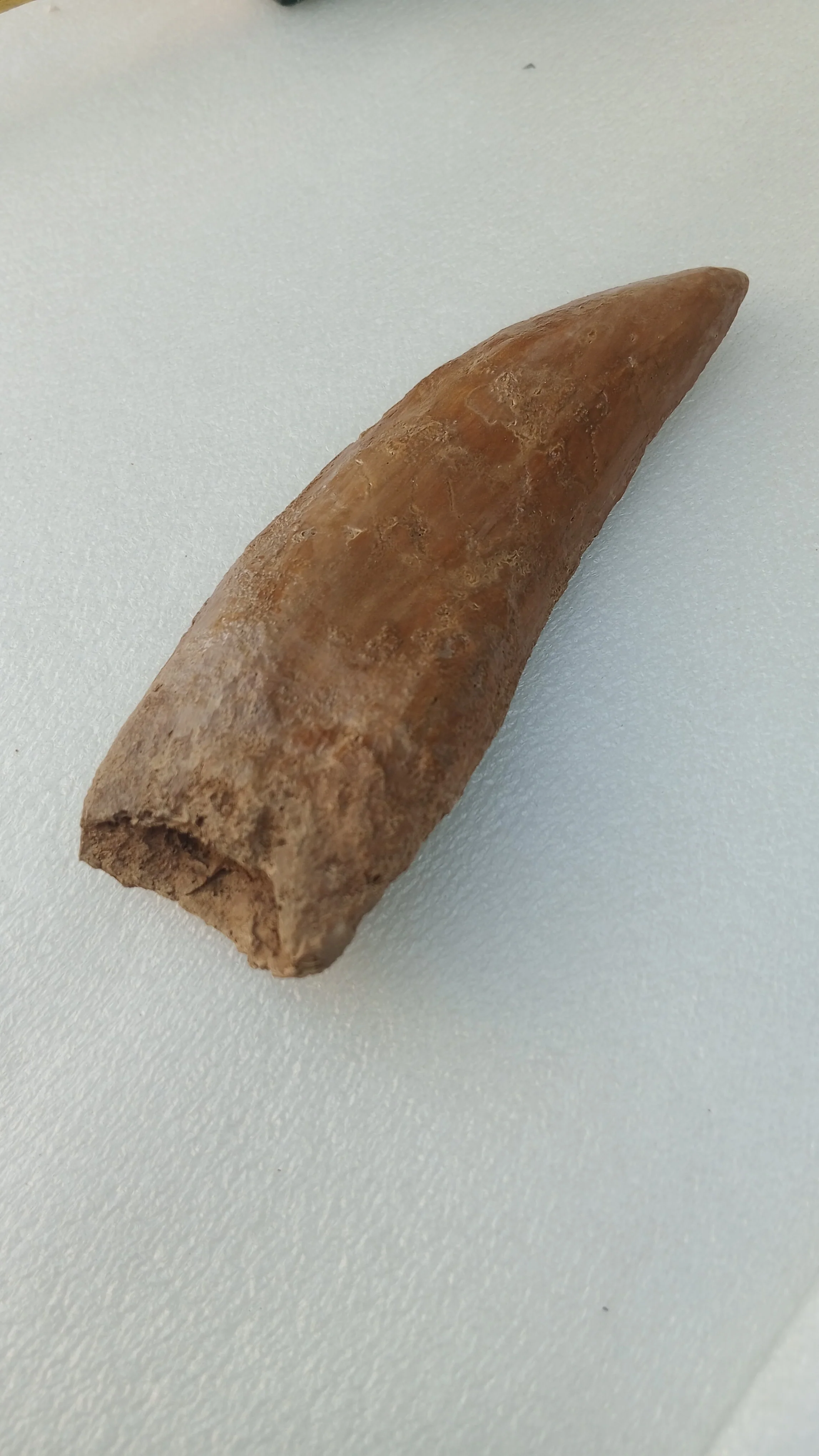 Carcharodontosaurus saharicus Fossil Tooth Cast (African T-Rex) - Image 2