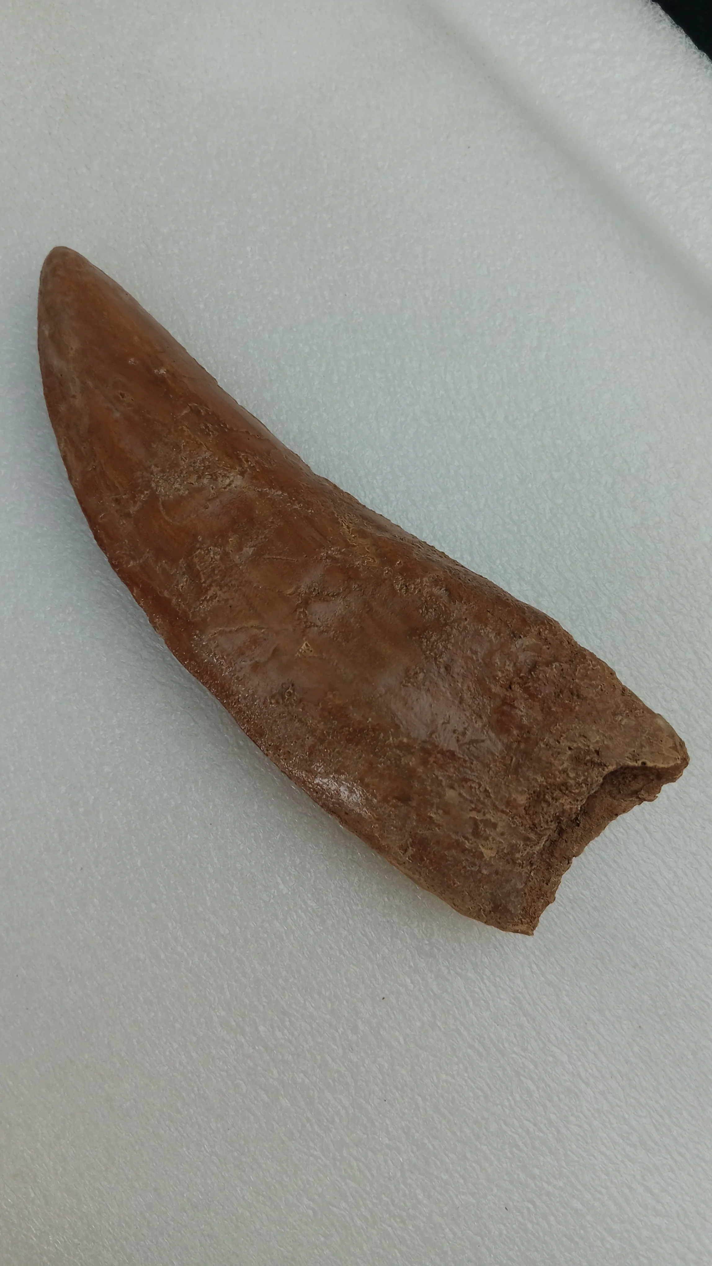 Carcharodontosaurus saharicus Fossil Tooth Cast (African T-Rex) - Image 3