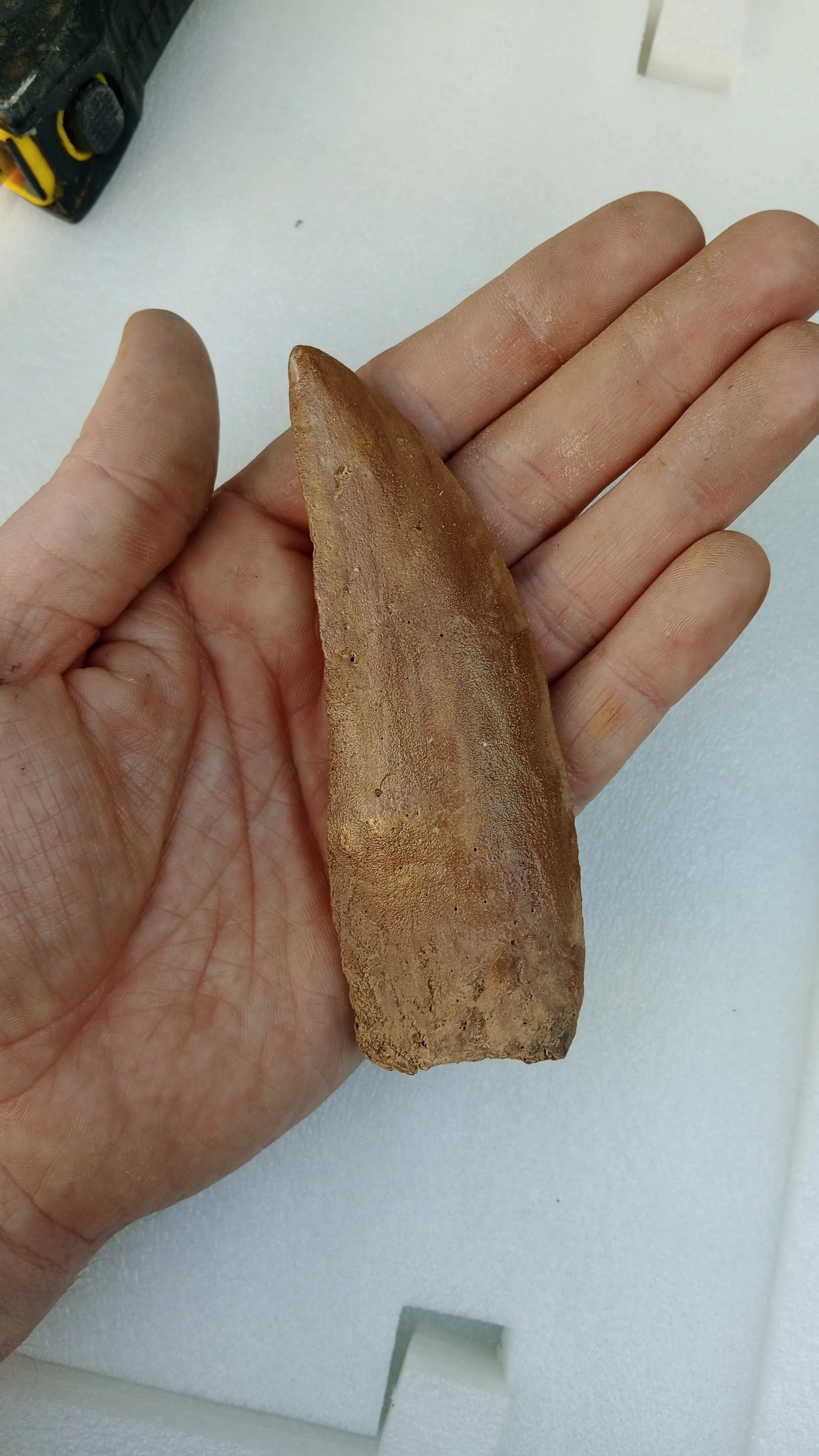 Carcharodontosaurus saharicus Fossil Tooth Cast (African T-Rex) - Image 4