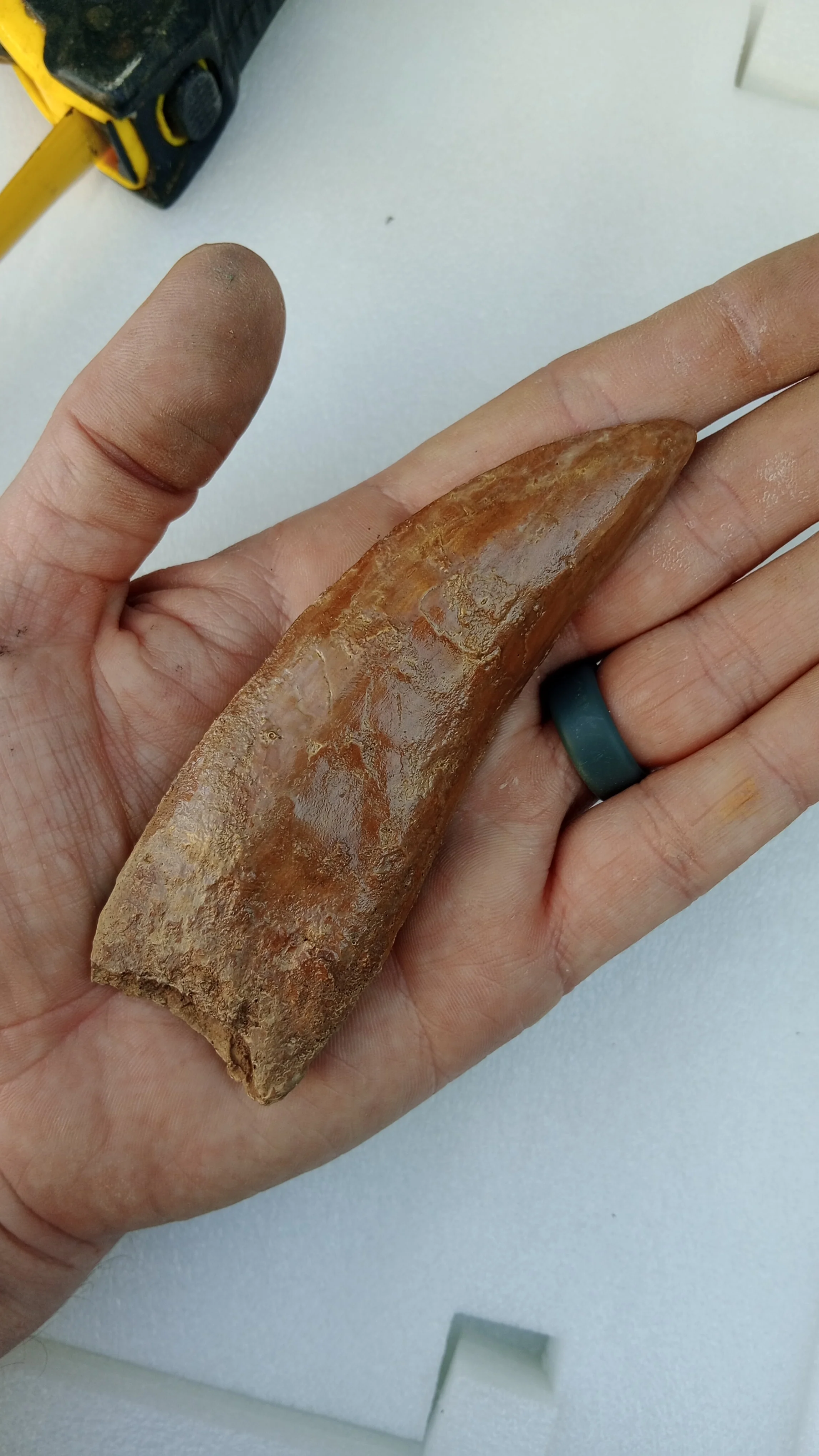 Carcharodontosaurus saharicus Fossil Tooth Cast (African T-Rex) - Image 5