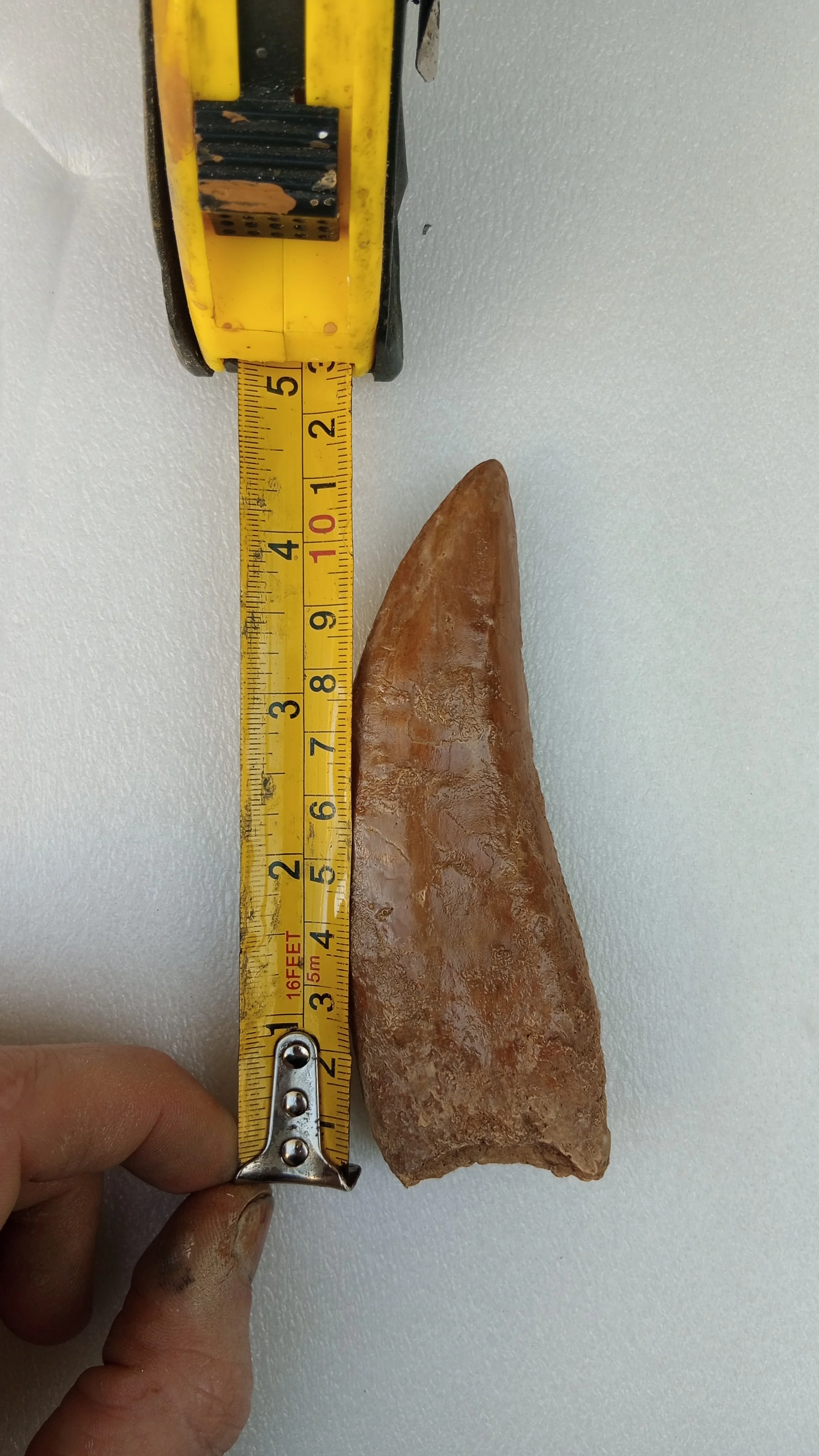 Carcharodontosaurus saharicus Fossil Tooth Cast (African T-Rex) - Image 6