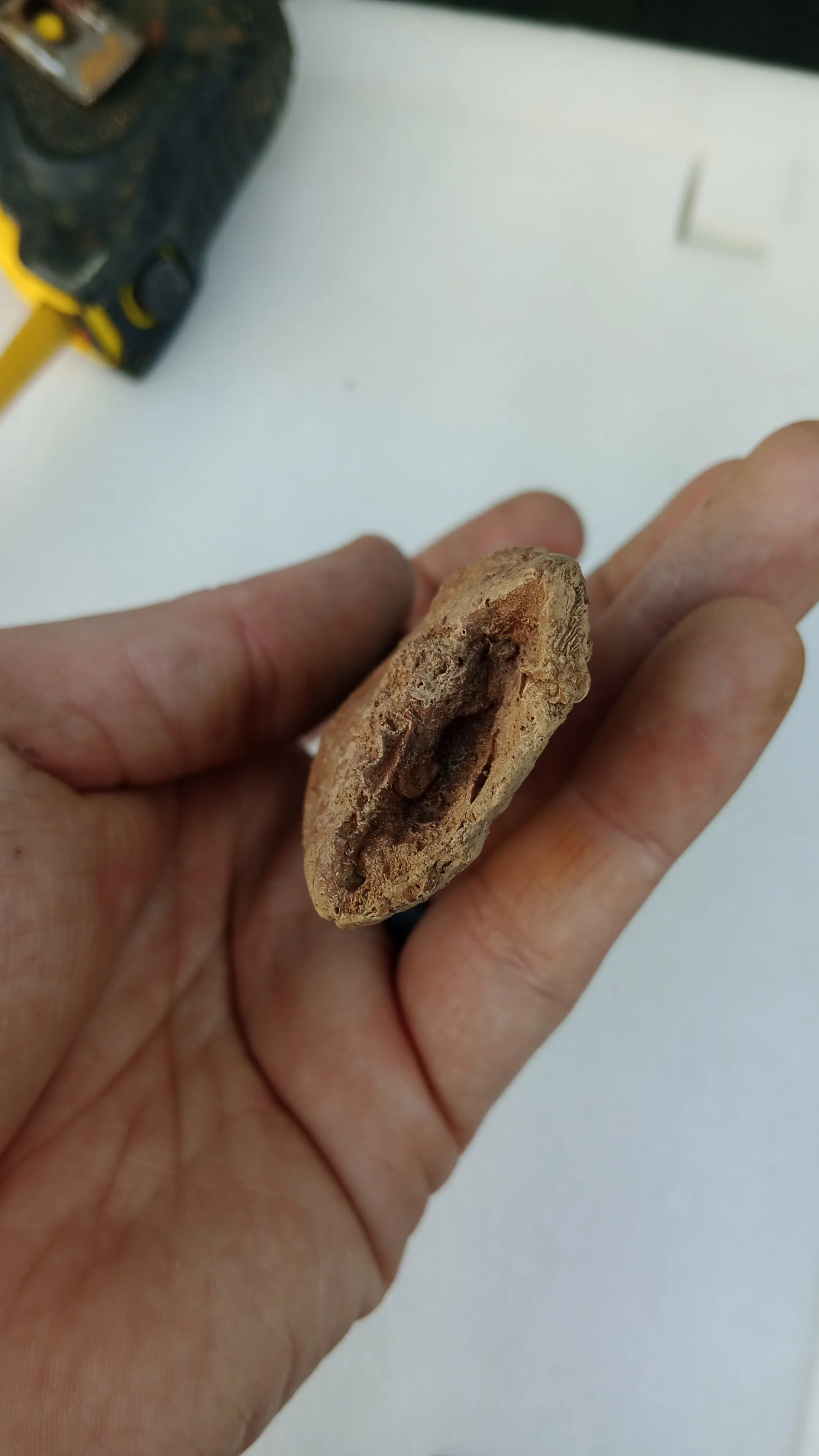 Carcharodontosaurus saharicus Fossil Tooth Cast (African T-Rex) - Image 7