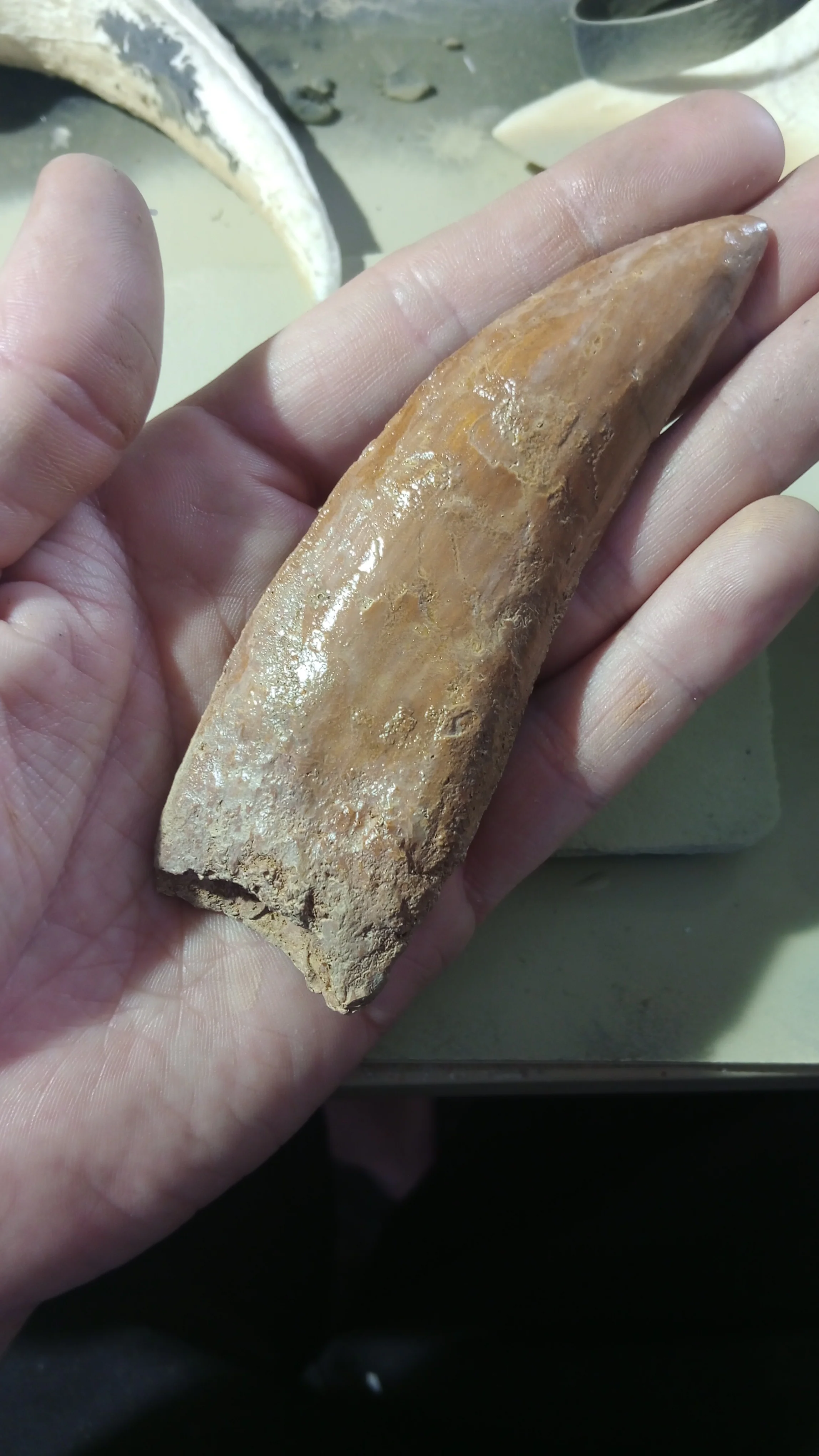 Carcharodontosaurus saharicus Fossil Tooth Cast (African T-Rex) - Image 8