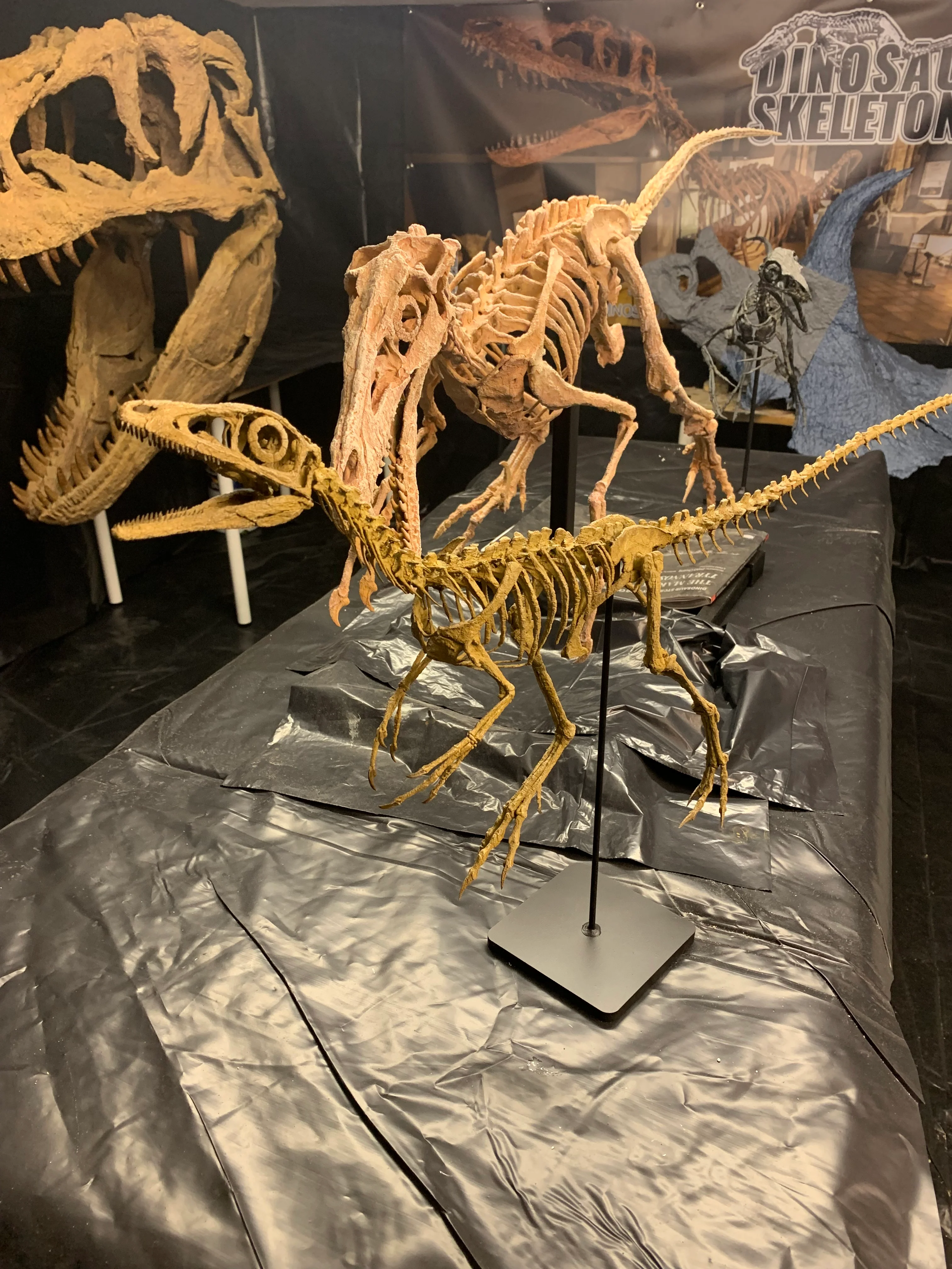 Compsognathus - Image 26