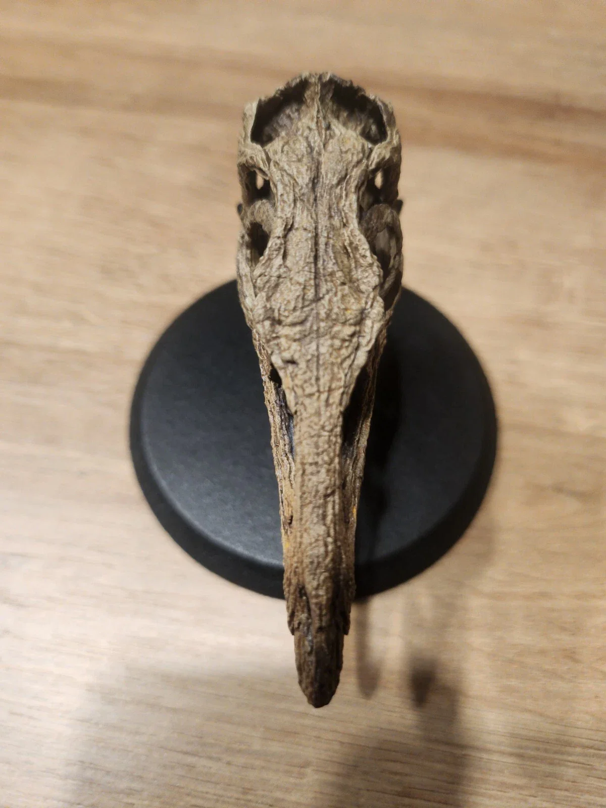 Compsognathus Skull - Image 22