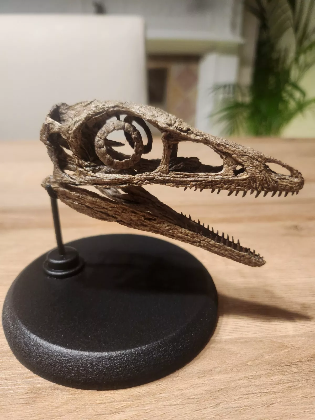 Compsognathus Skull - Image 24