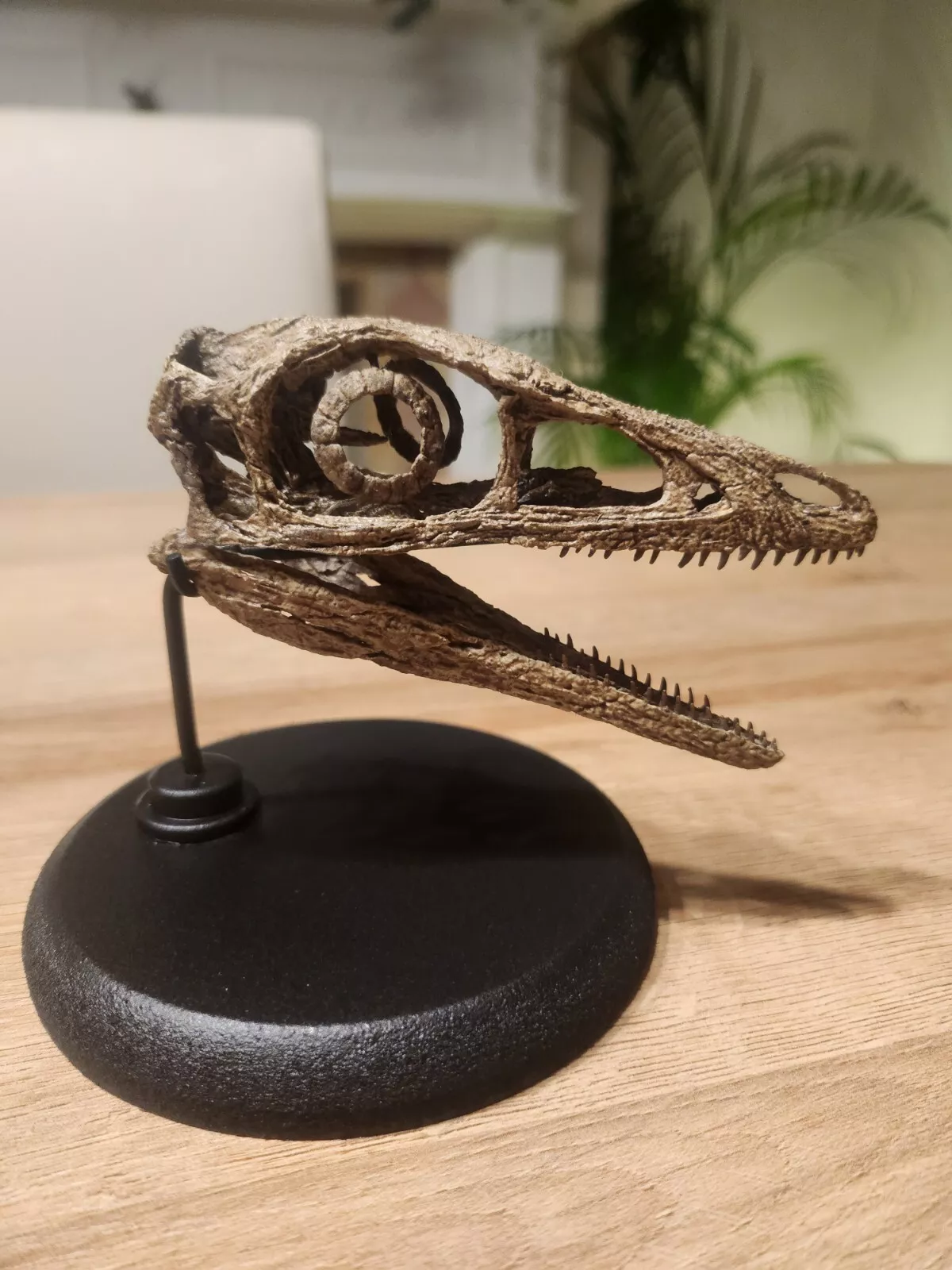 Compsognathus Skull - Image 27