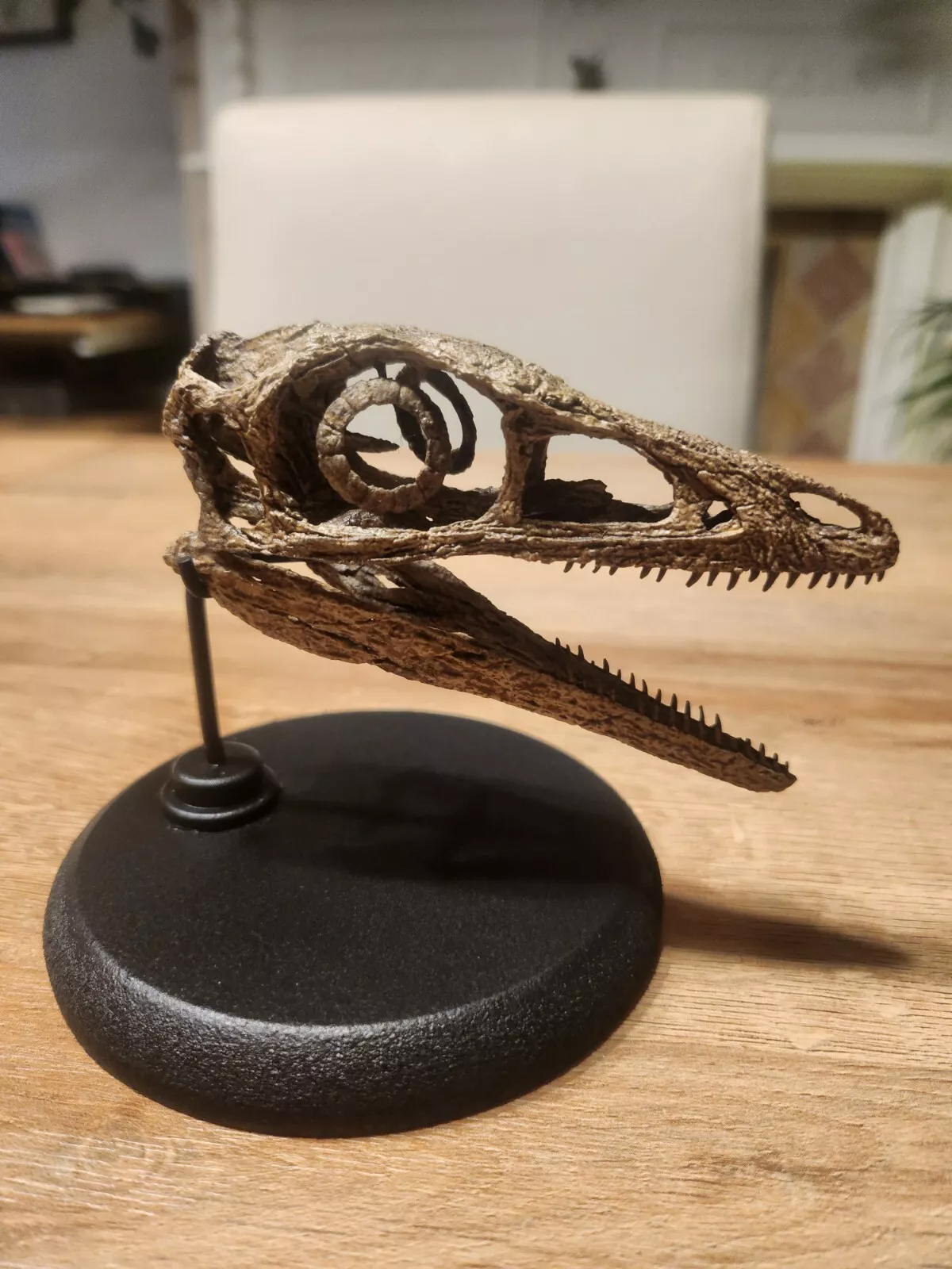 Compsognathus Skull - Image 28