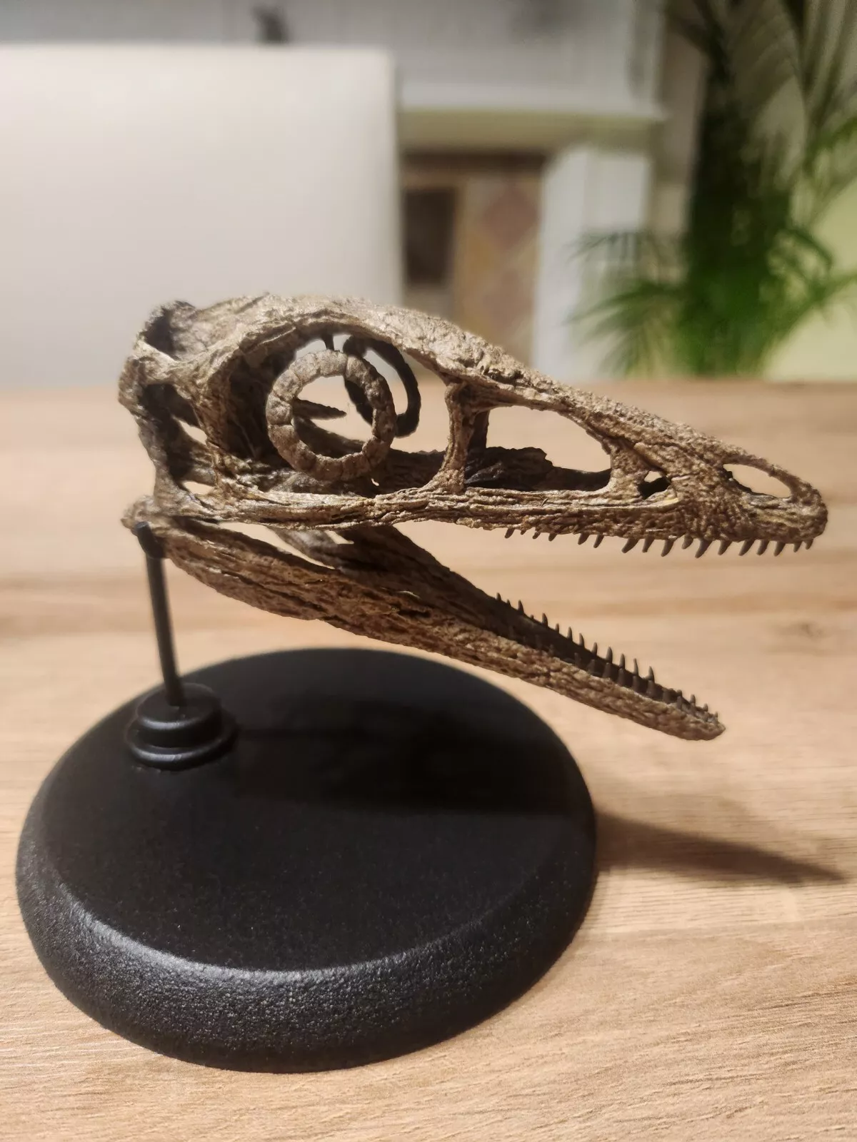 Compsognathus Skull - Image 3