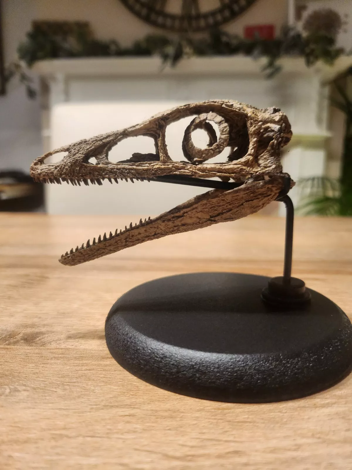 Compsognathus Skull - Image 30
