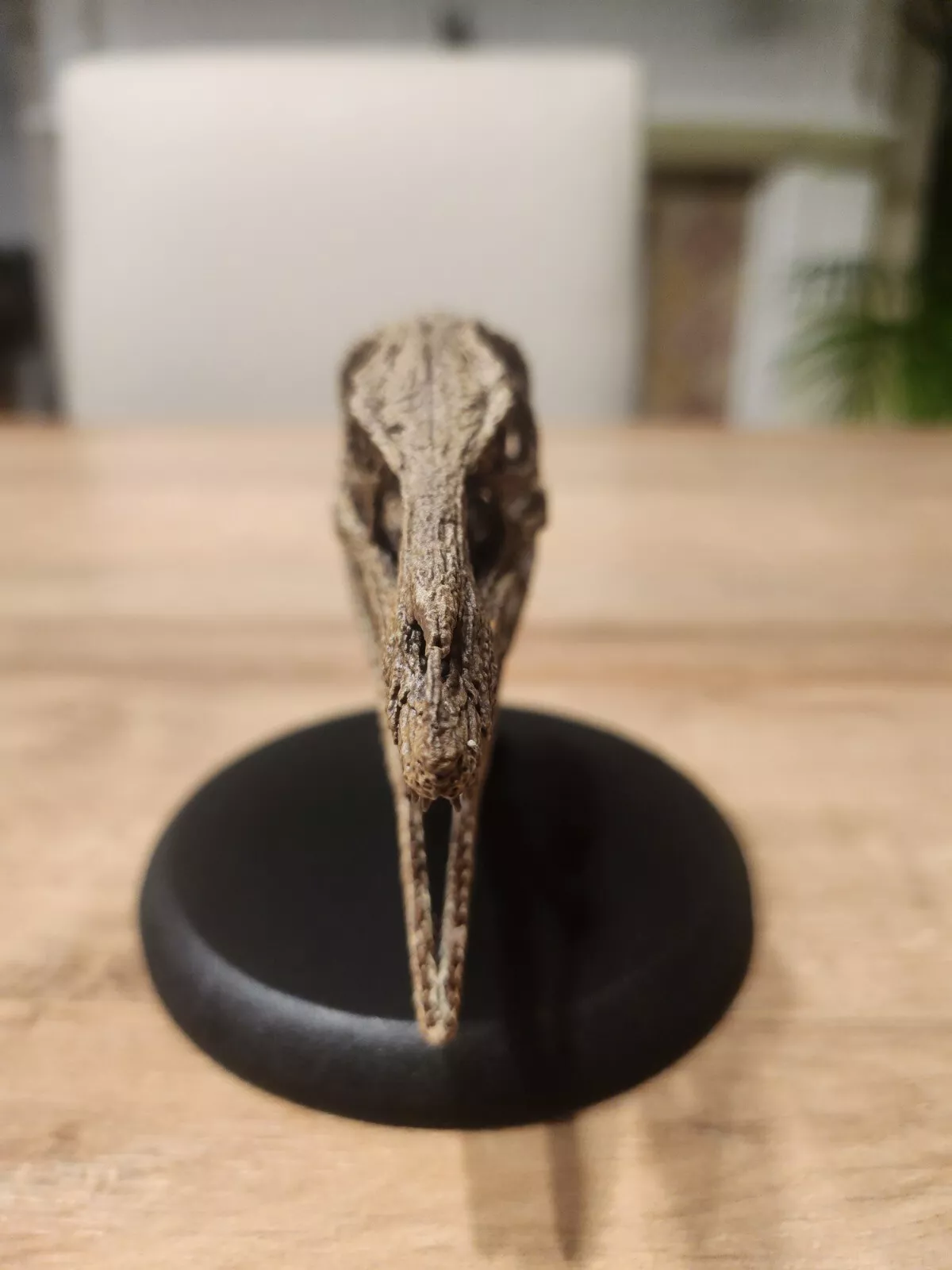 Compsognathus Skull - Image 32