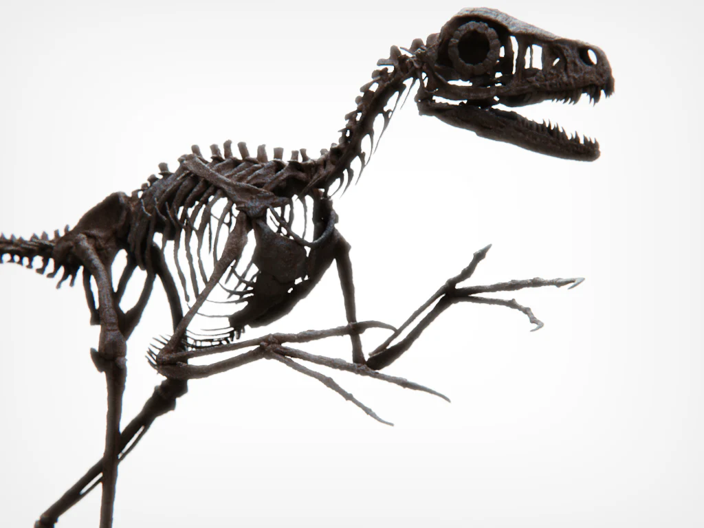 Bambiraptor Skull - Image 8