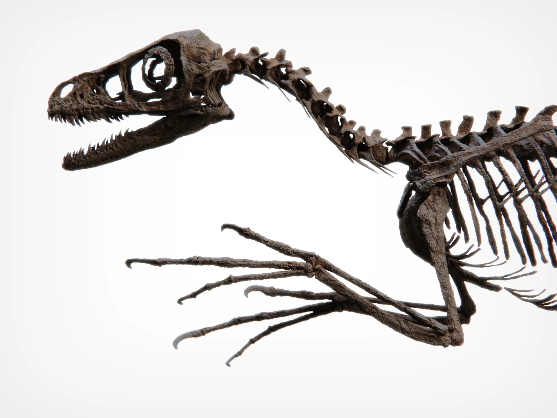 Bambiraptor Skull - Image 7