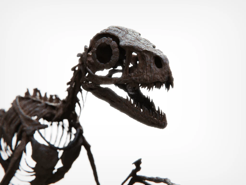Bambiraptor Skull - Image 6