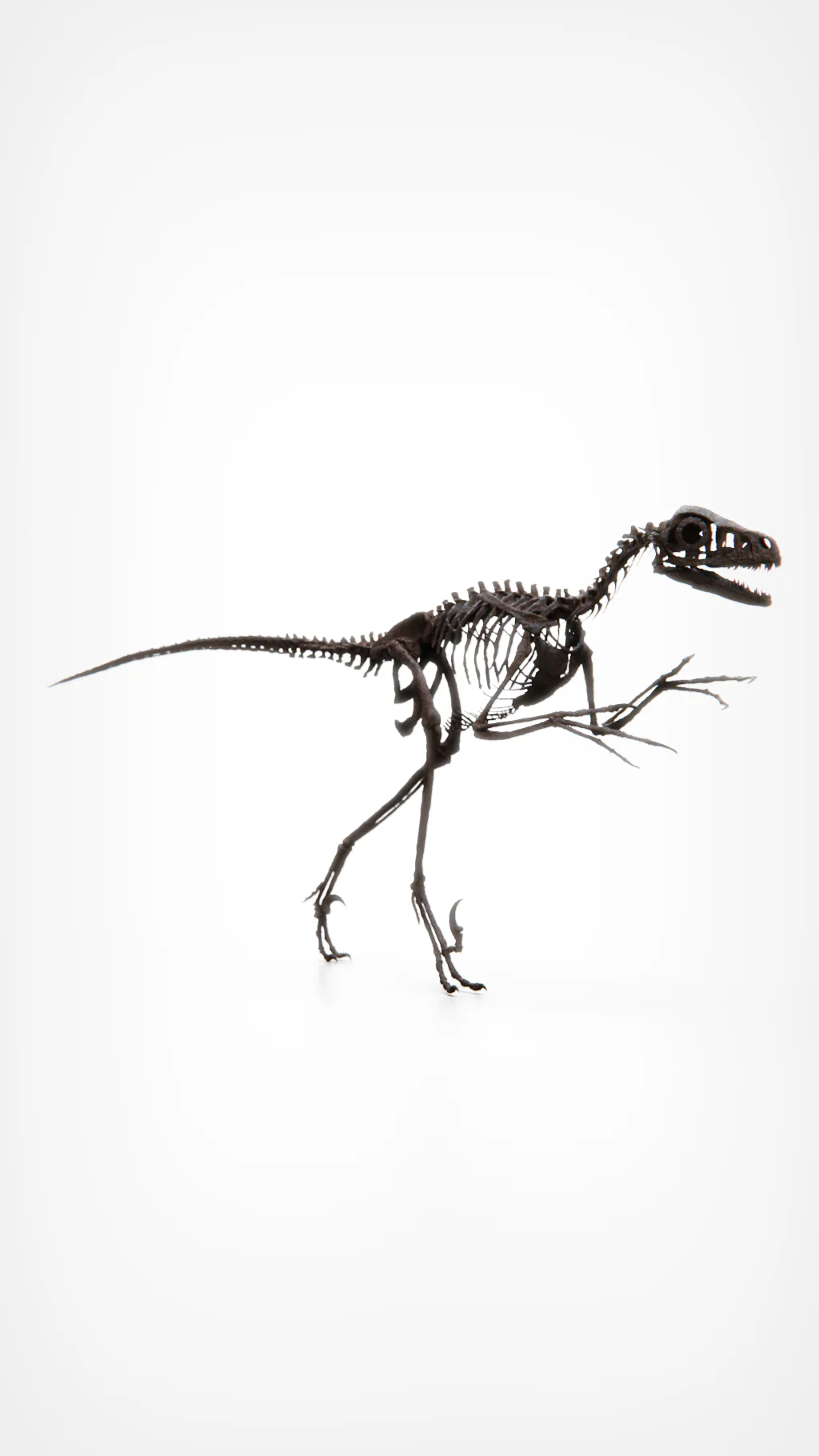 Bambiraptor Skull - Image 10