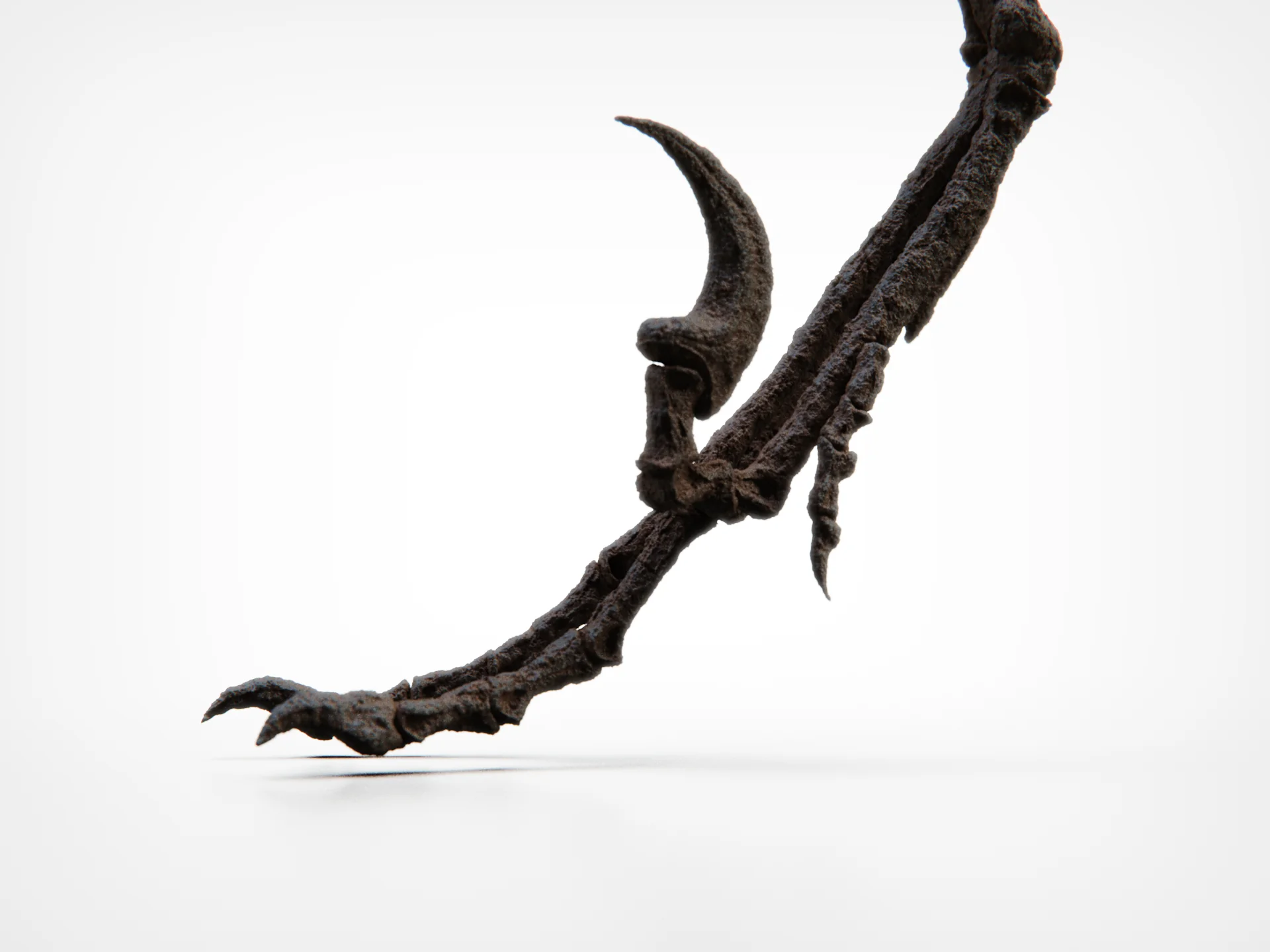 Bambiraptor Skull - Image 11