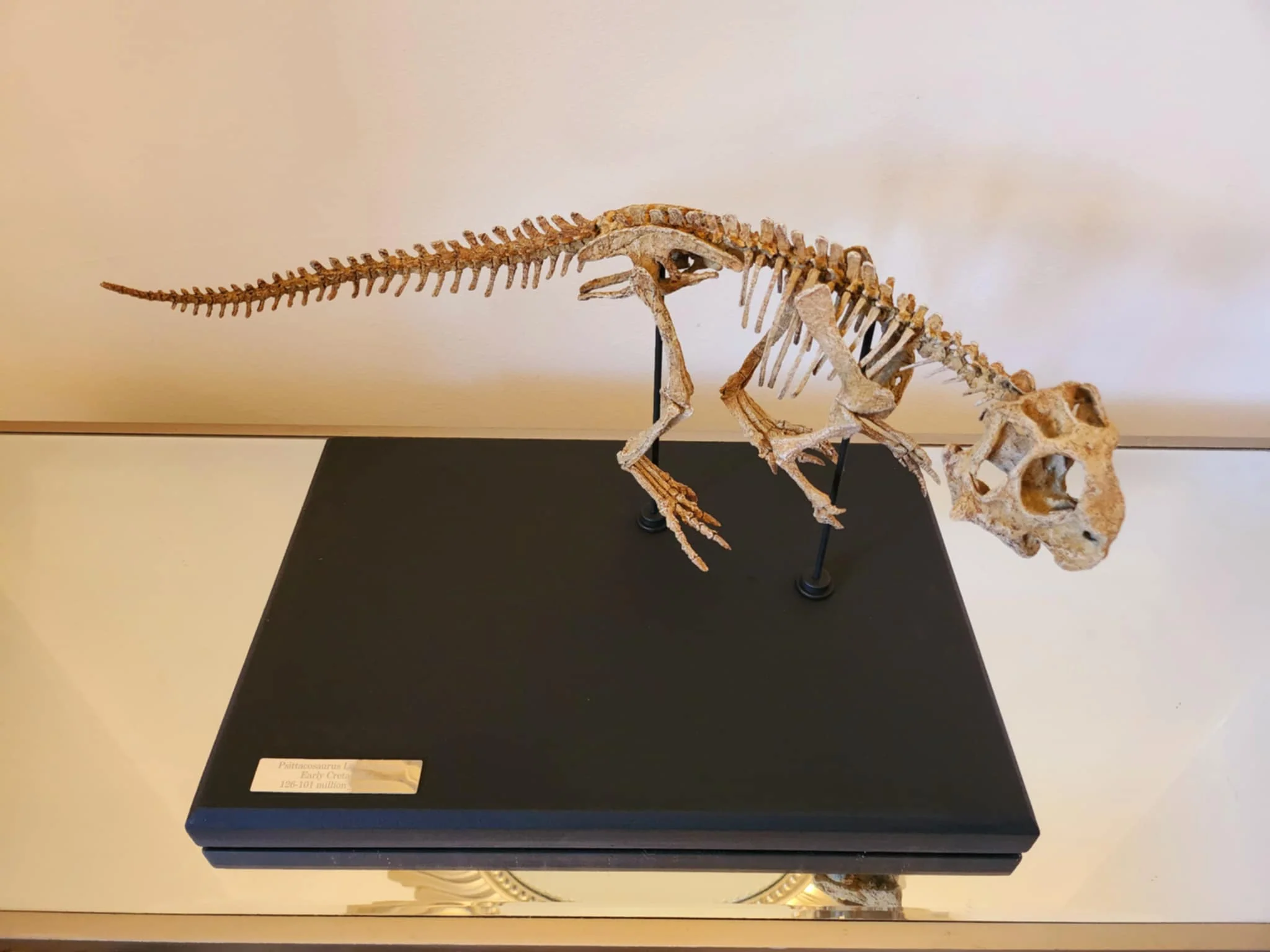Juvenile Psittacosaurus - Image 3