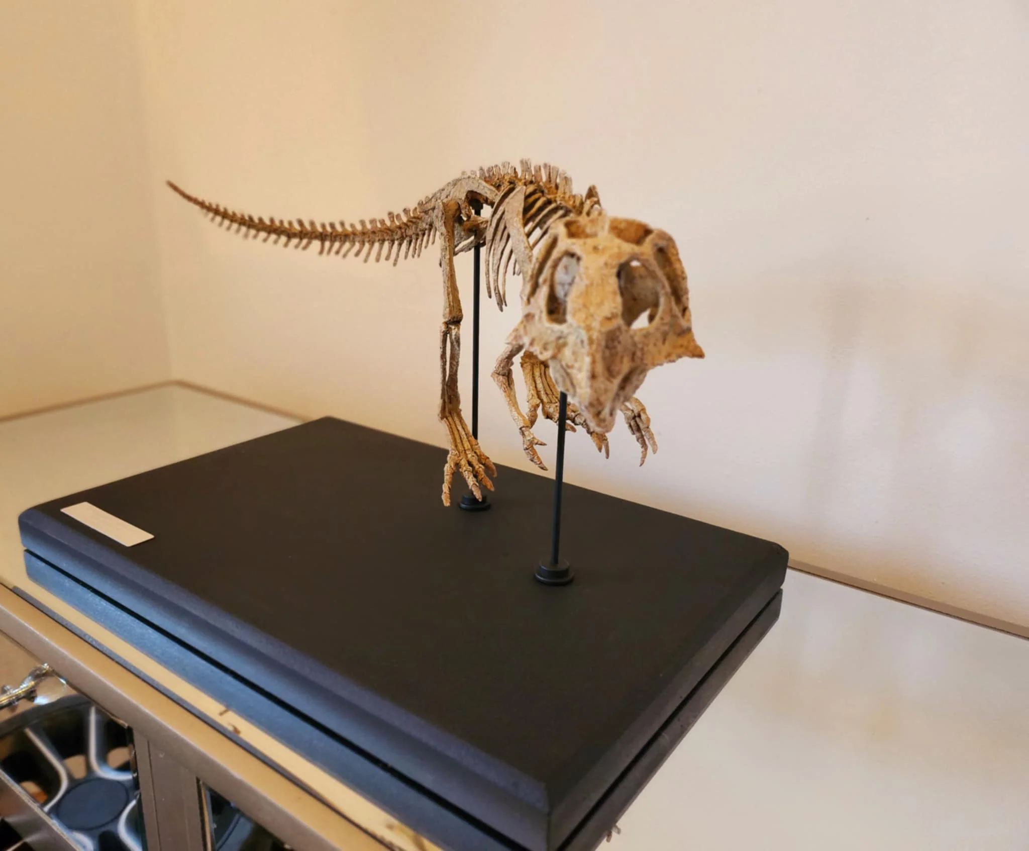 Juvenile Psittacosaurus - Image 4