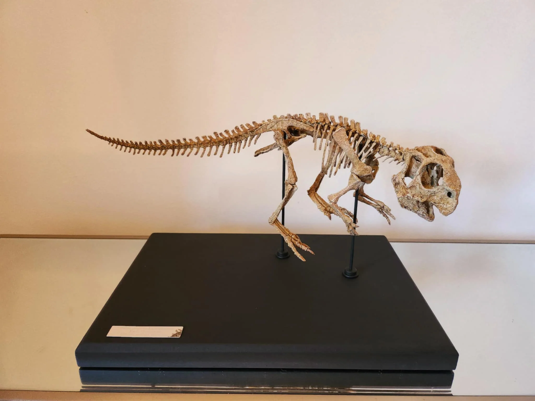 Juvenile Psittacosaurus - Image 5