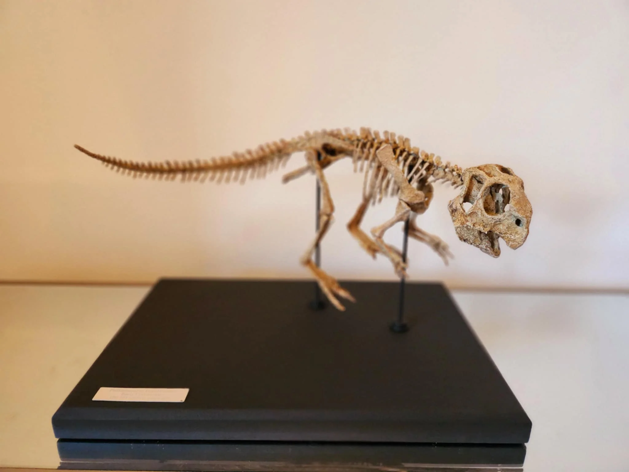 Juvenile Psittacosaurus - Image 6