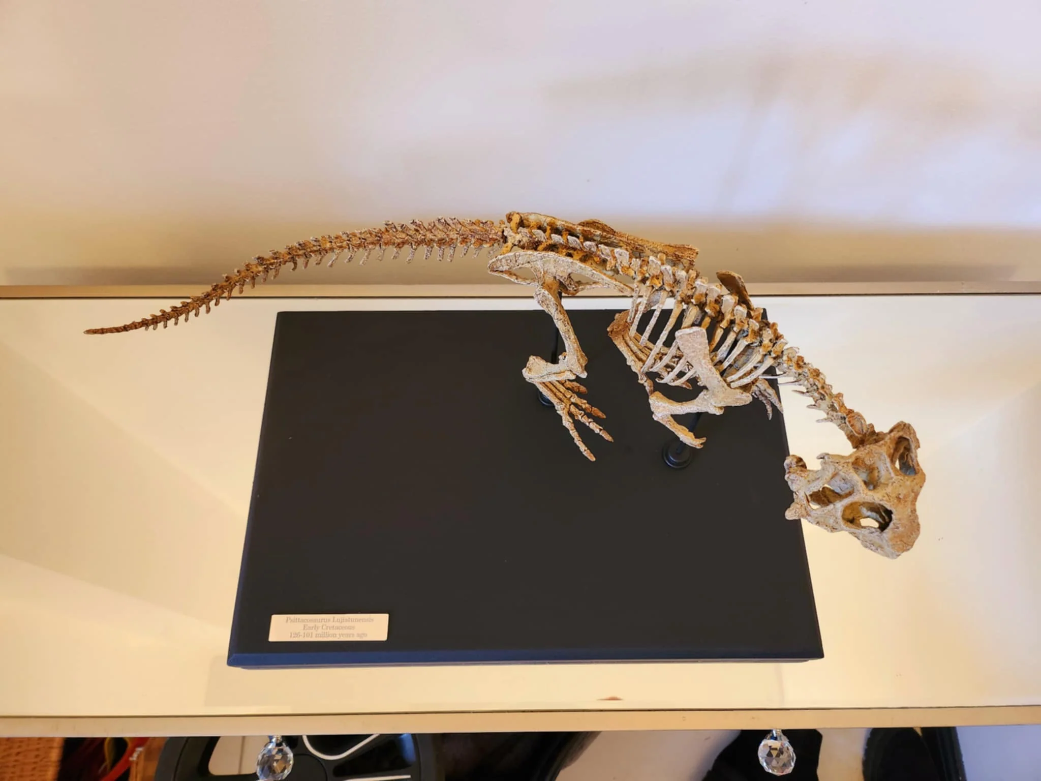 Juvenile Psittacosaurus - Image 7