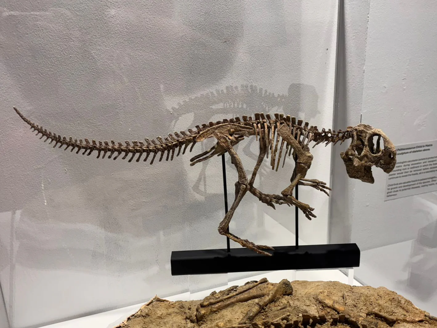 Juvenile Psittacosaurus - Image 8