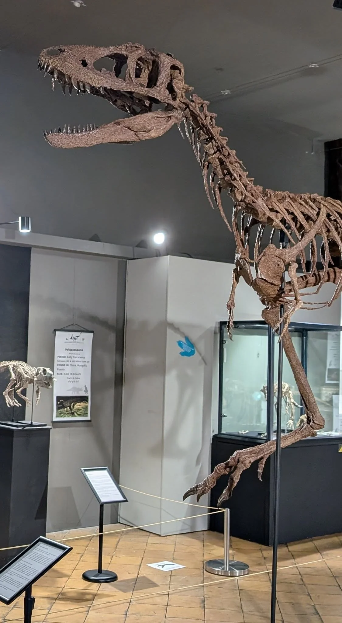 Juvenile Tyrannosaur 1:5 scale (84cm) Skeleton - Image 3