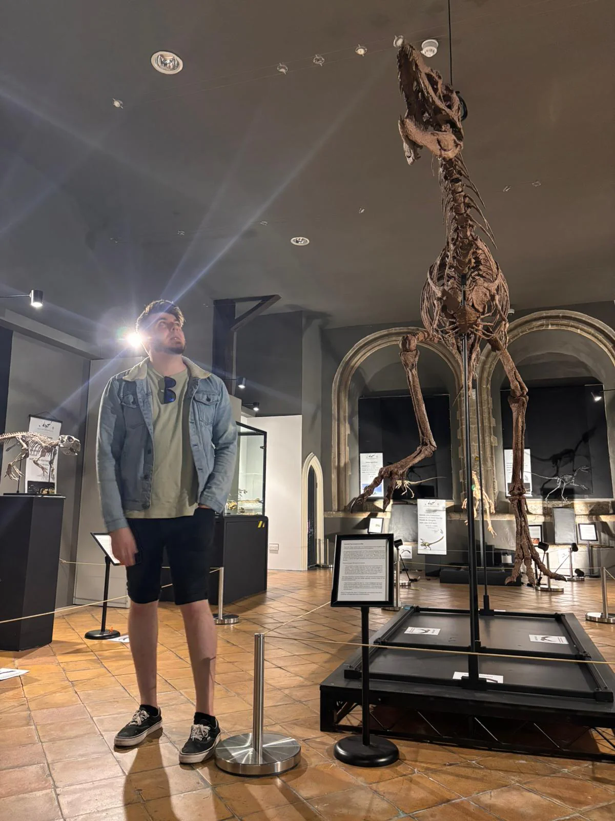 Juvenile Tyrannosaur 1:5 scale (84cm) Skeleton - Image 4