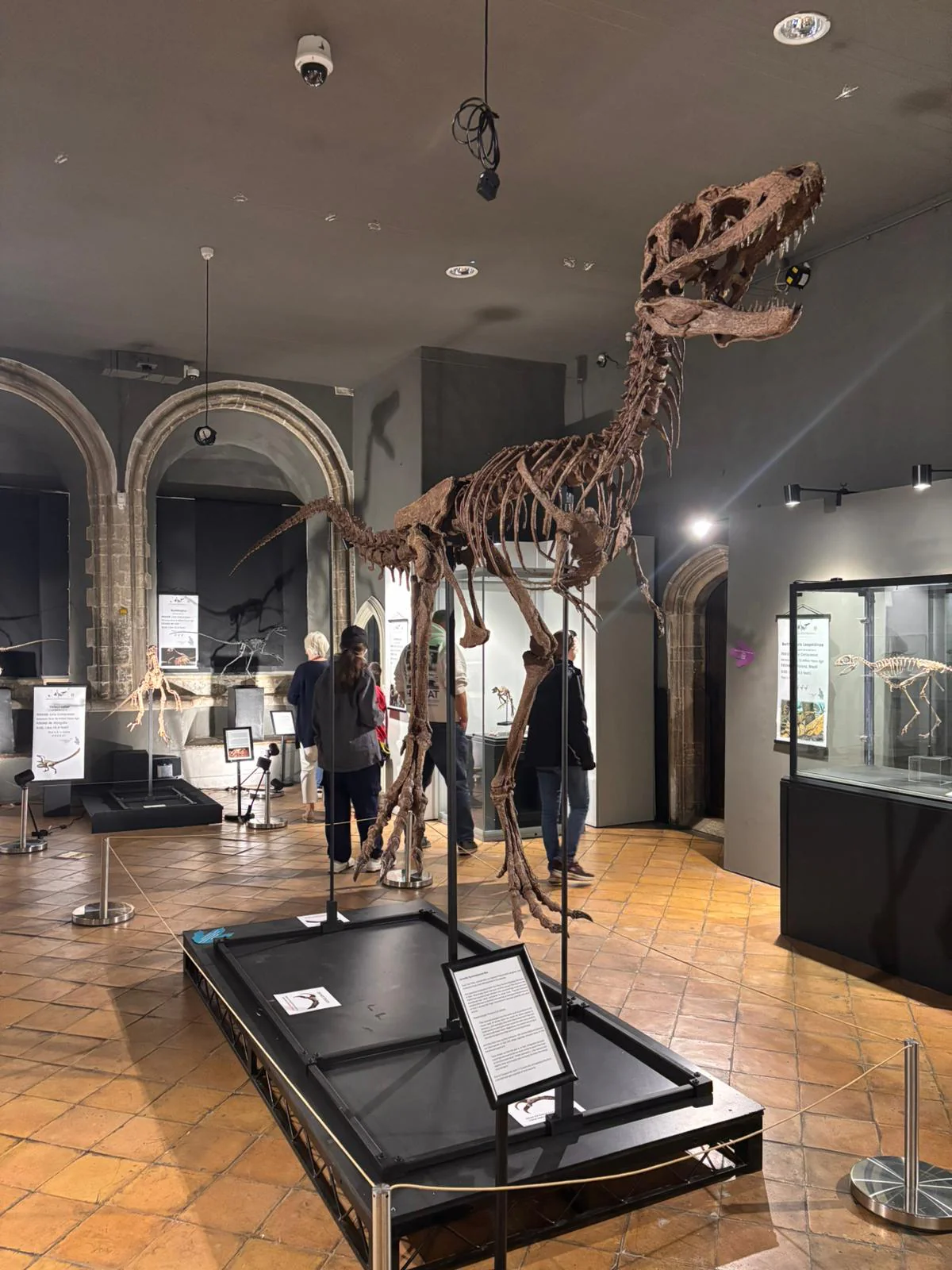 Juvenile Tyrannosaur 1:5 scale (84cm) Skeleton - Image 5