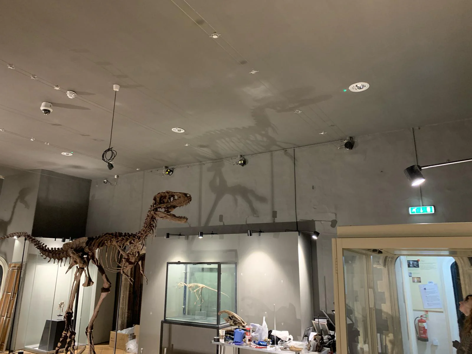 Juvenile Tyrannosaur 1:5 scale (84cm) Skeleton - Image 6