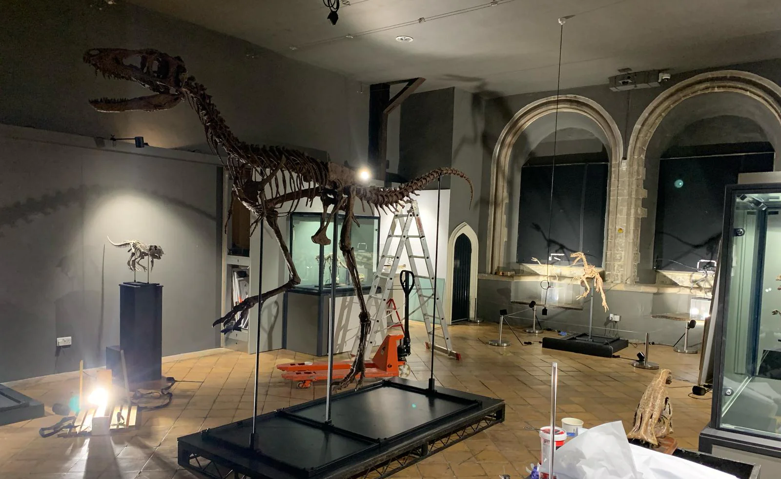 Juvenile Tyrannosaur 1:5 scale (84cm) Skeleton - Image 7