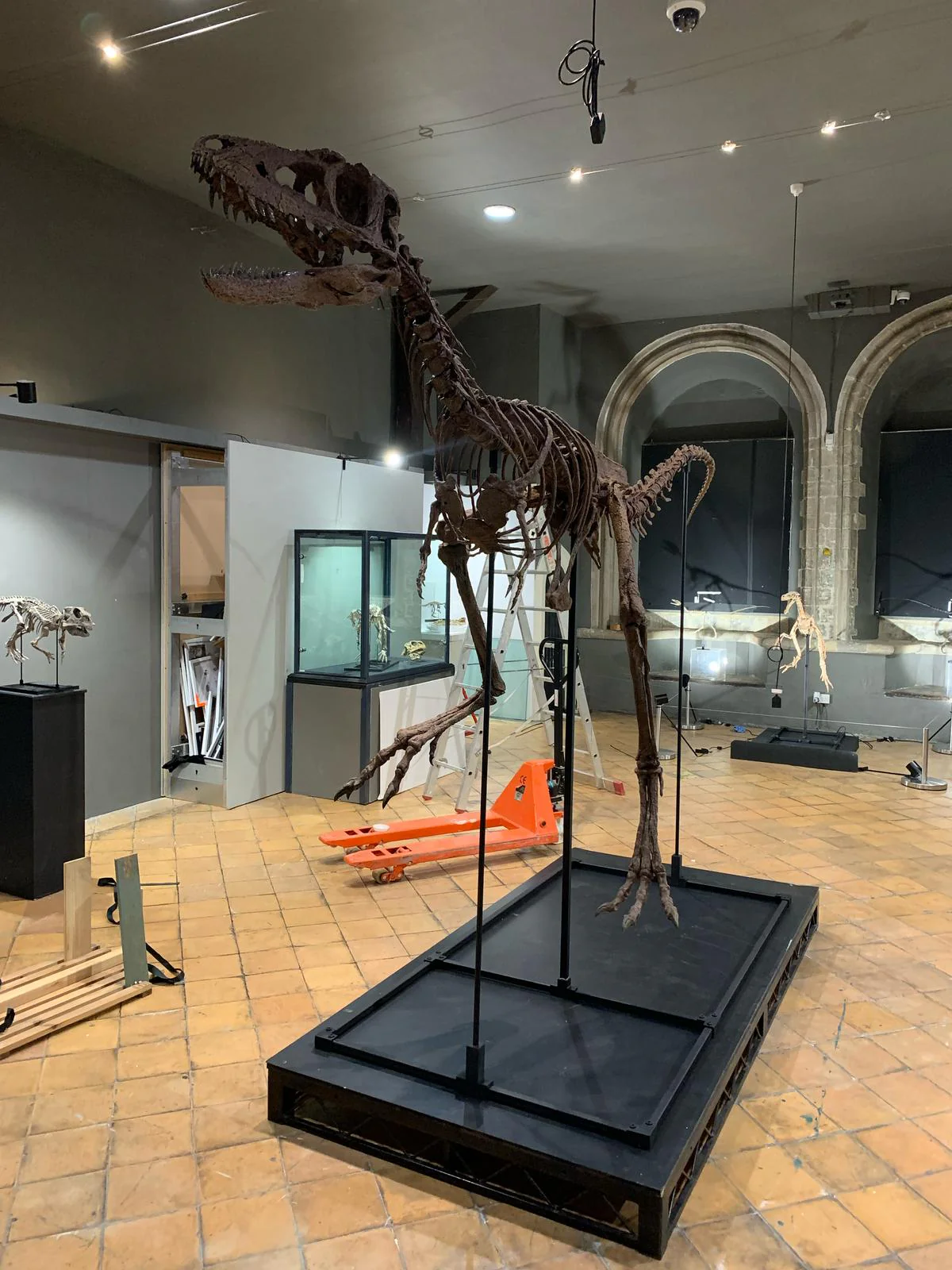 Juvenile Tyrannosaur 1:5 scale (84cm) Skeleton - Image 8